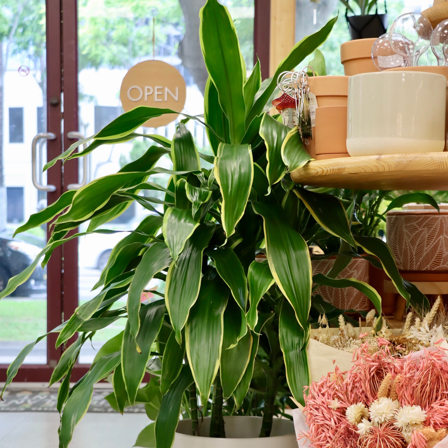 Dracaena fragrans, 'Pele'