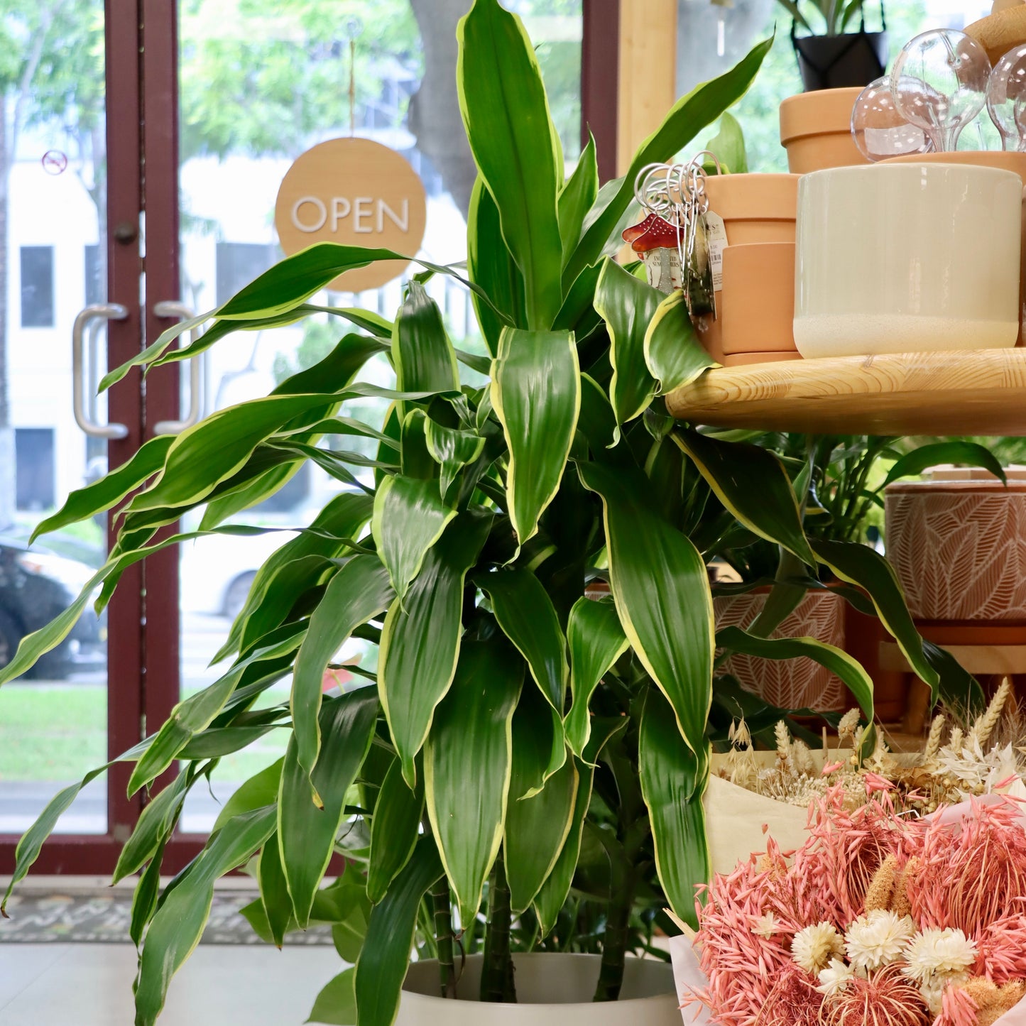 Dracaena fragrans, 'Pele'