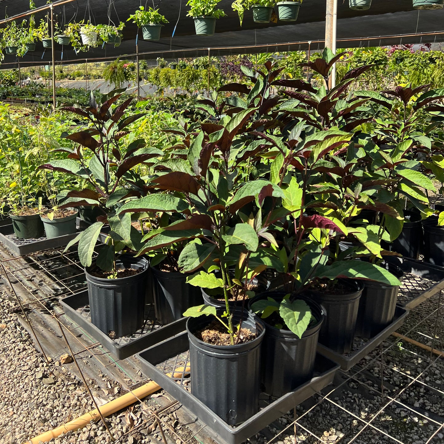 Clerodendrum, "Star Burst"