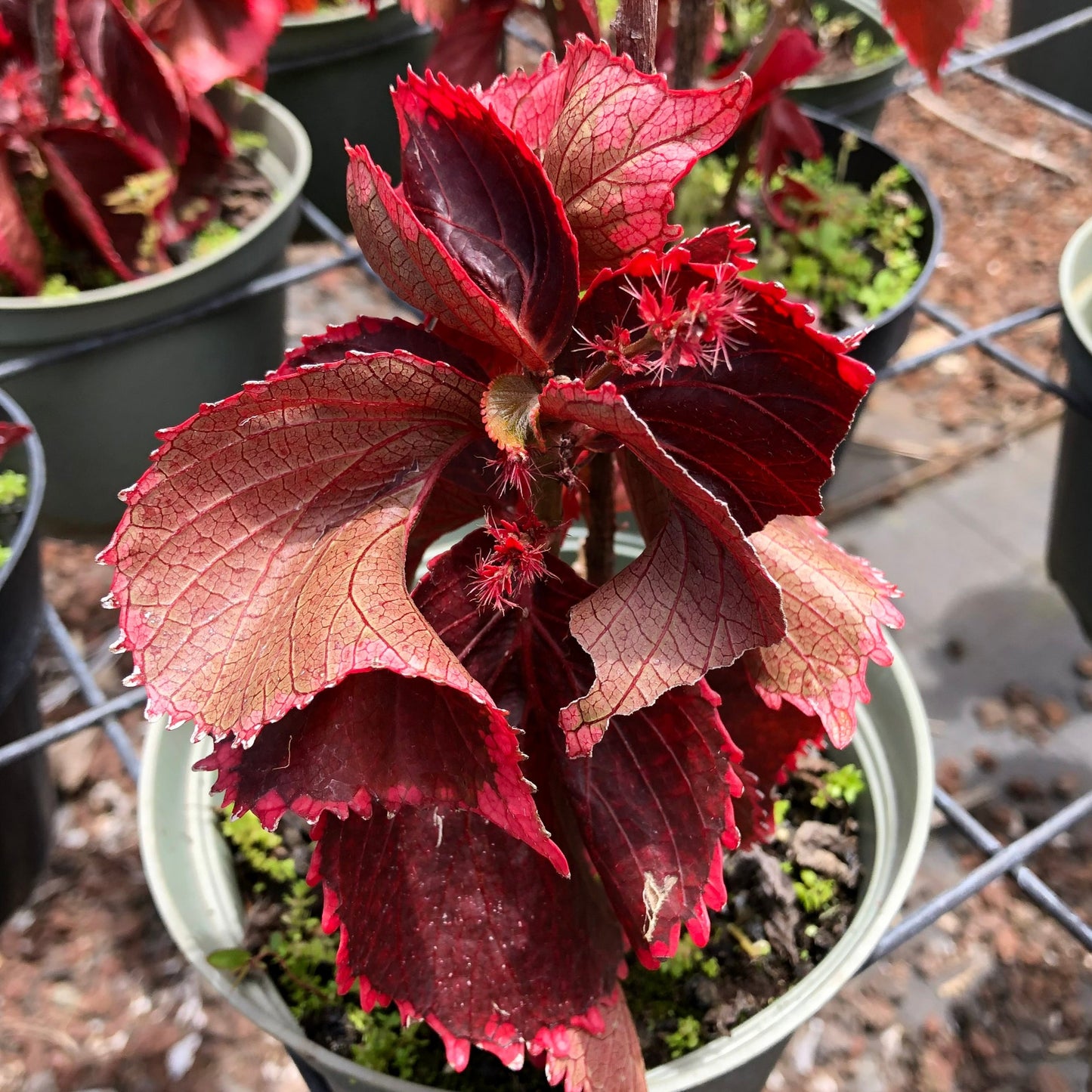 Acalypha wilkesiana (Copper plant)