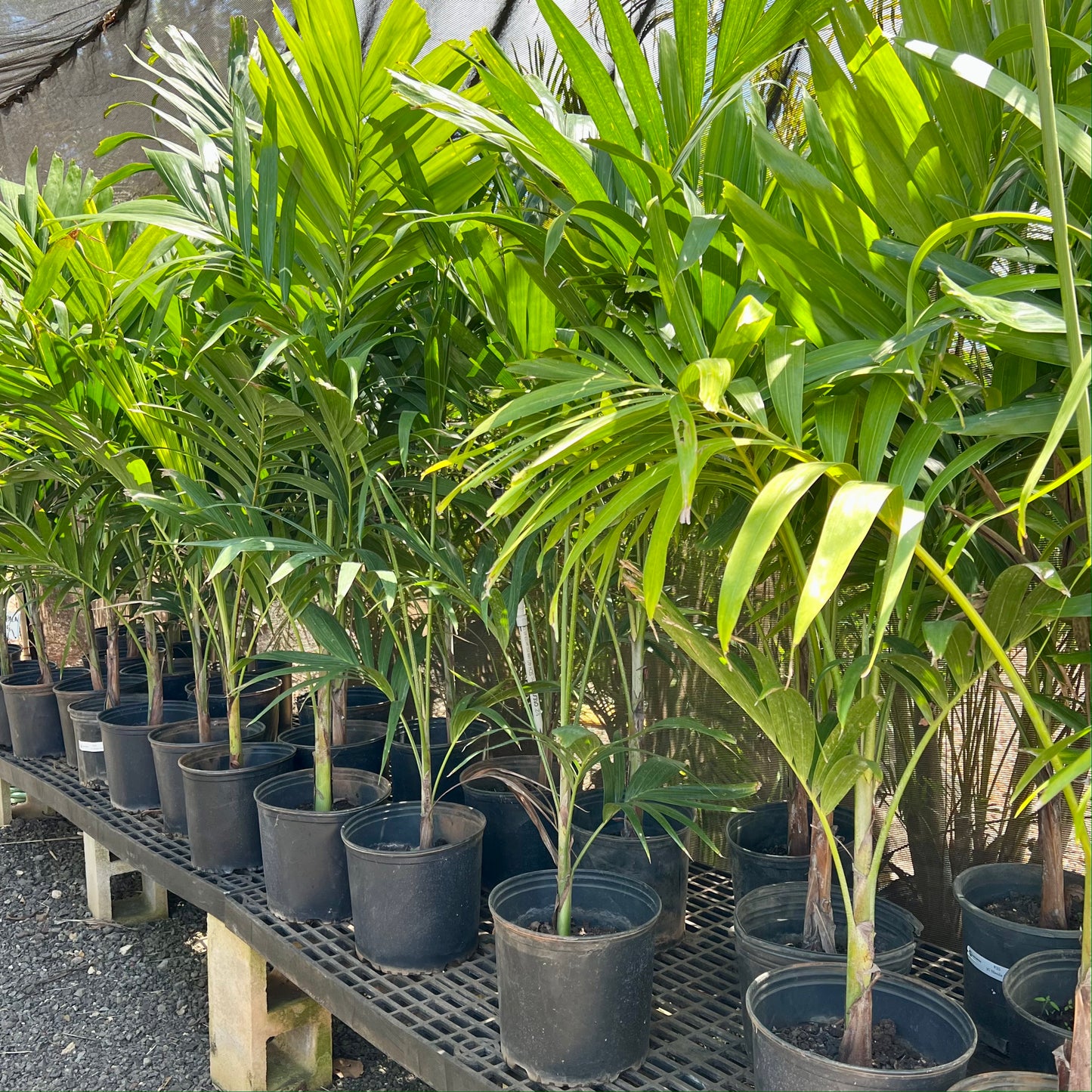 Manilla Palm