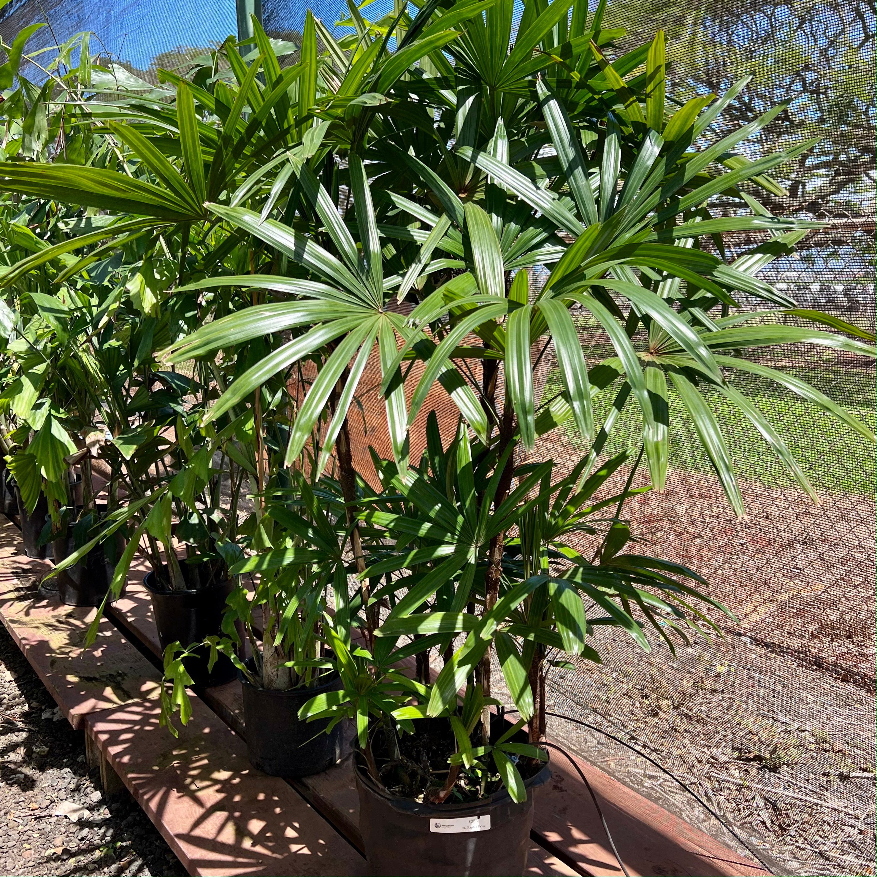 rhapis palm plant Rhapis Palm