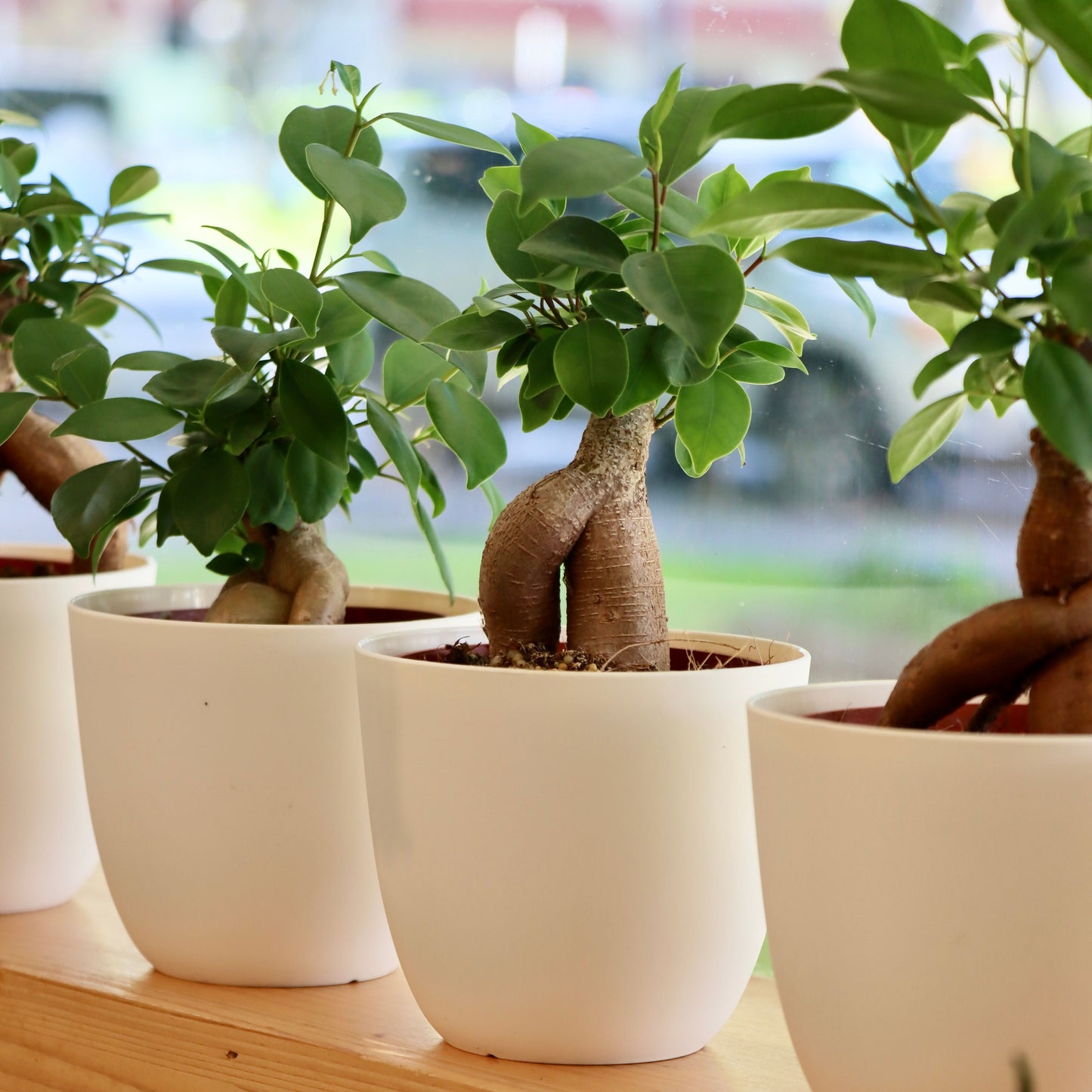 Ficus microcarpa 'Ginseng', "Ginseng Ficus"