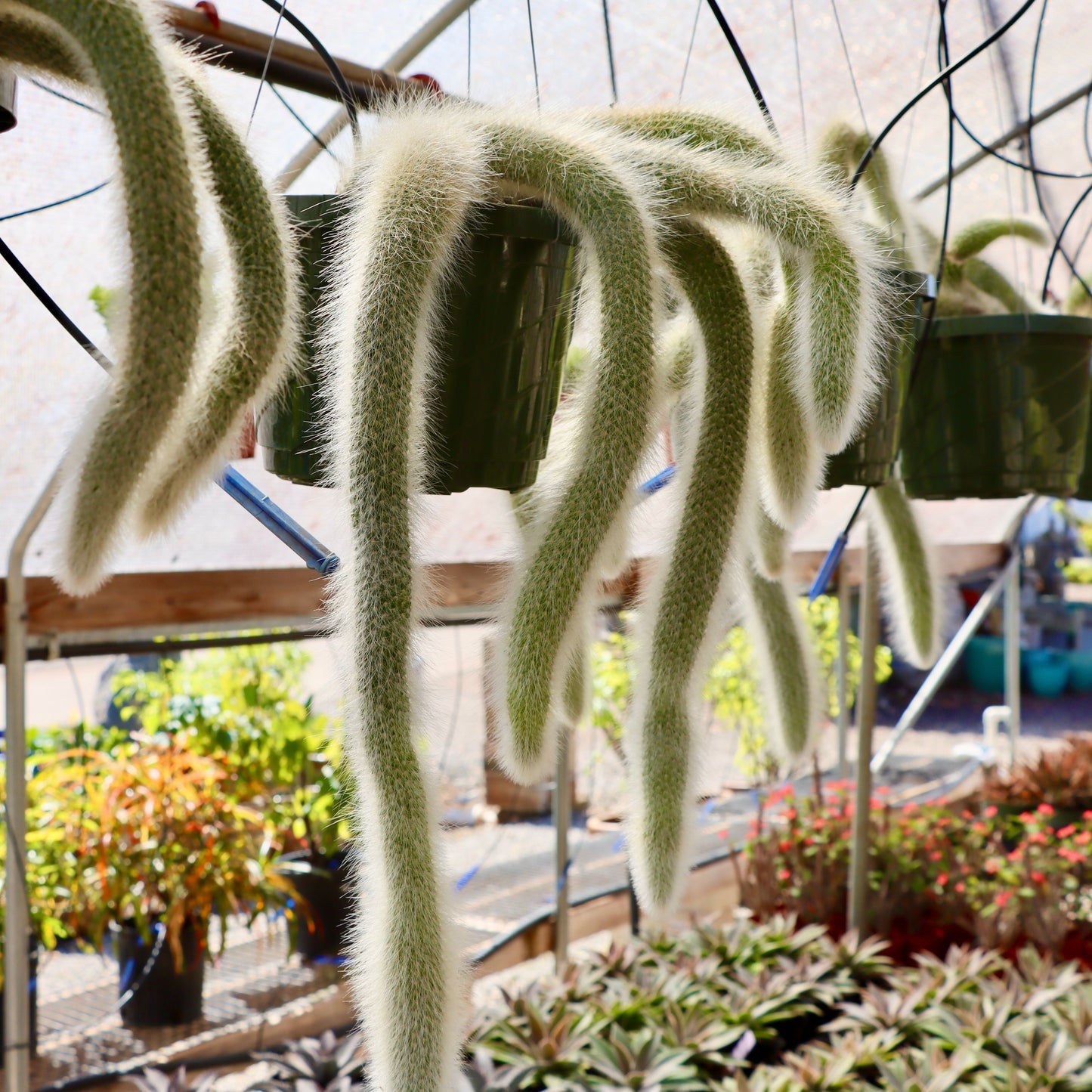 Cleistocactus colademononis, "Monkey's Tail Cactus"