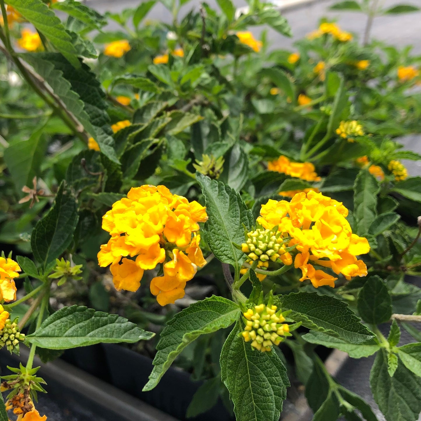 Lantana