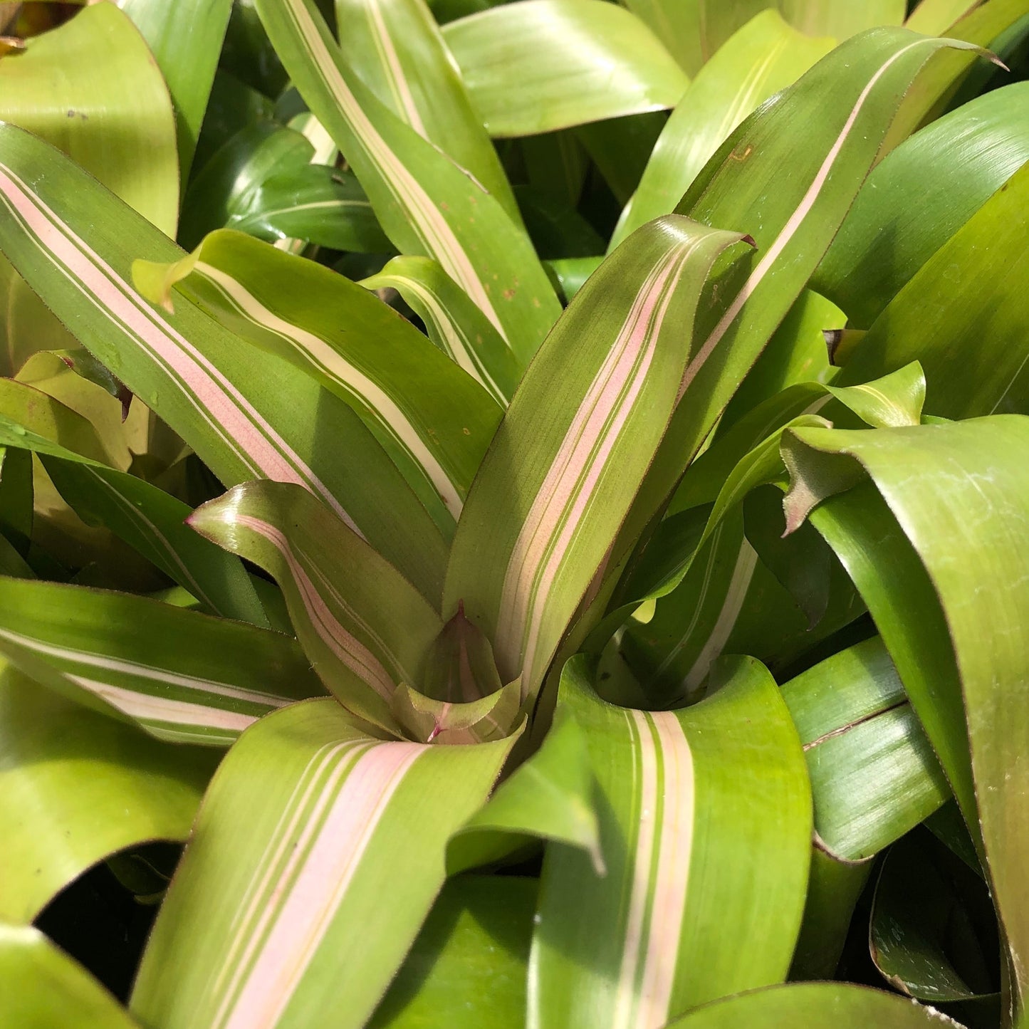 Bromeliads, Vriesa