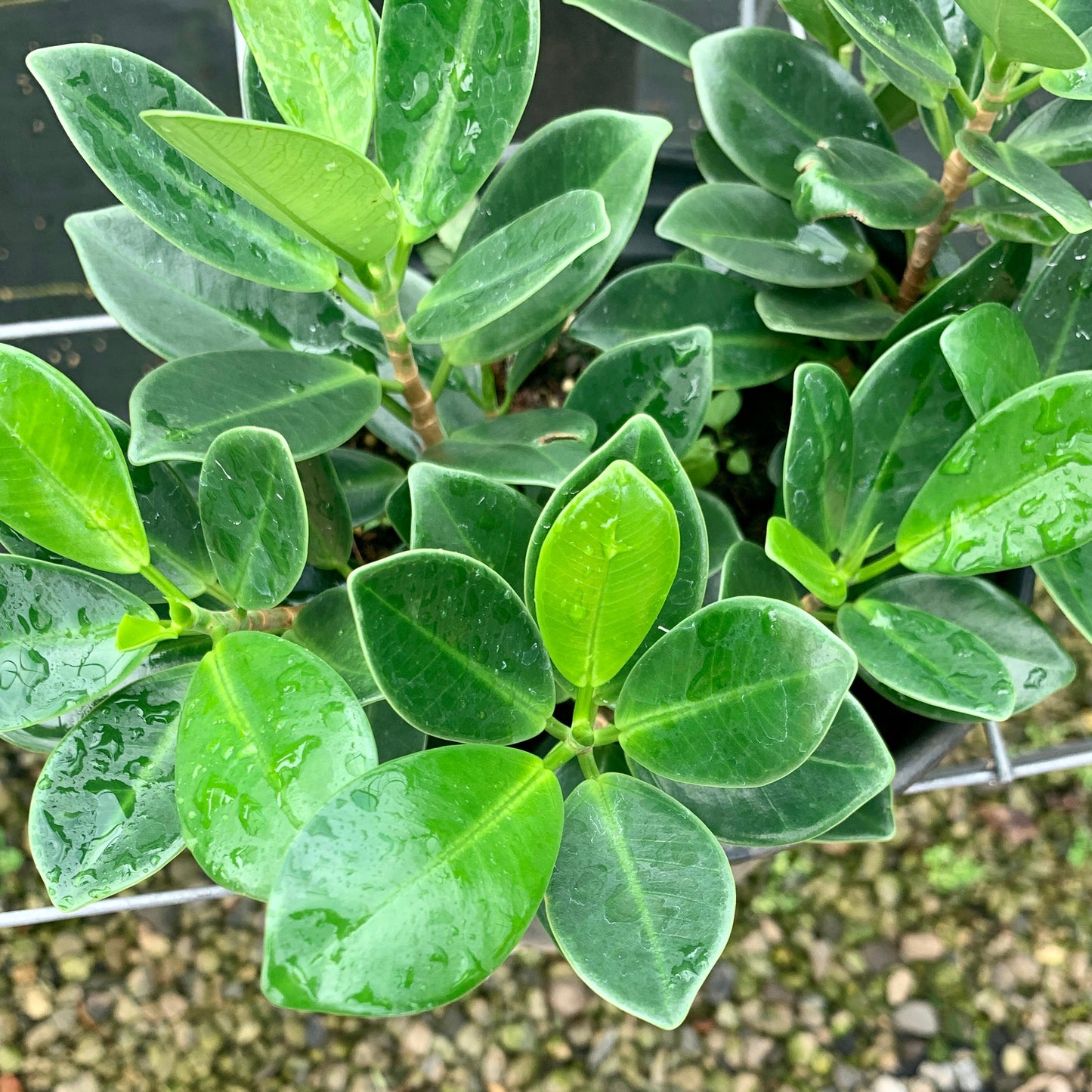 Ficus microcarpus var. crassifolia, "Wax Ficus"