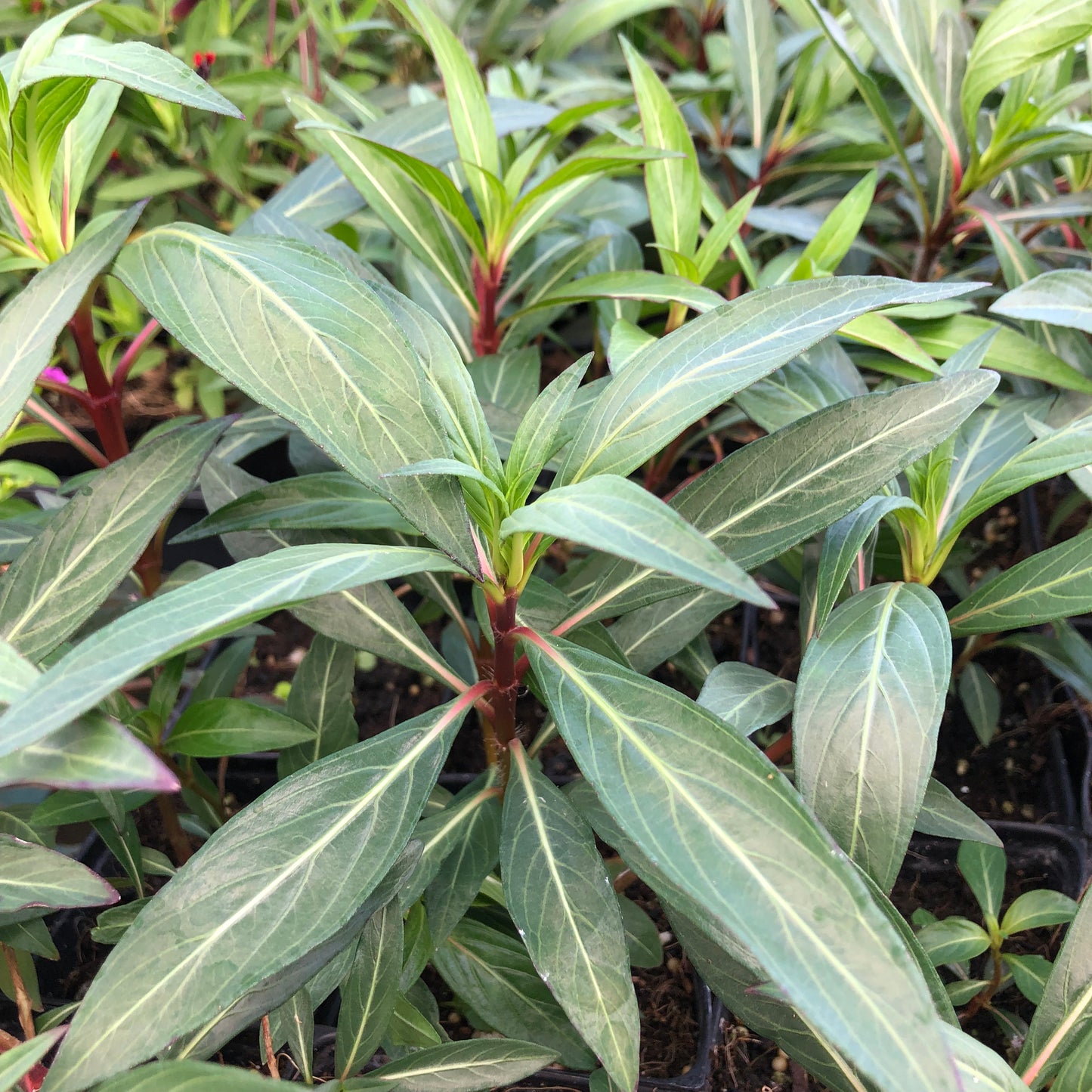 Cuphea, Candy Corn