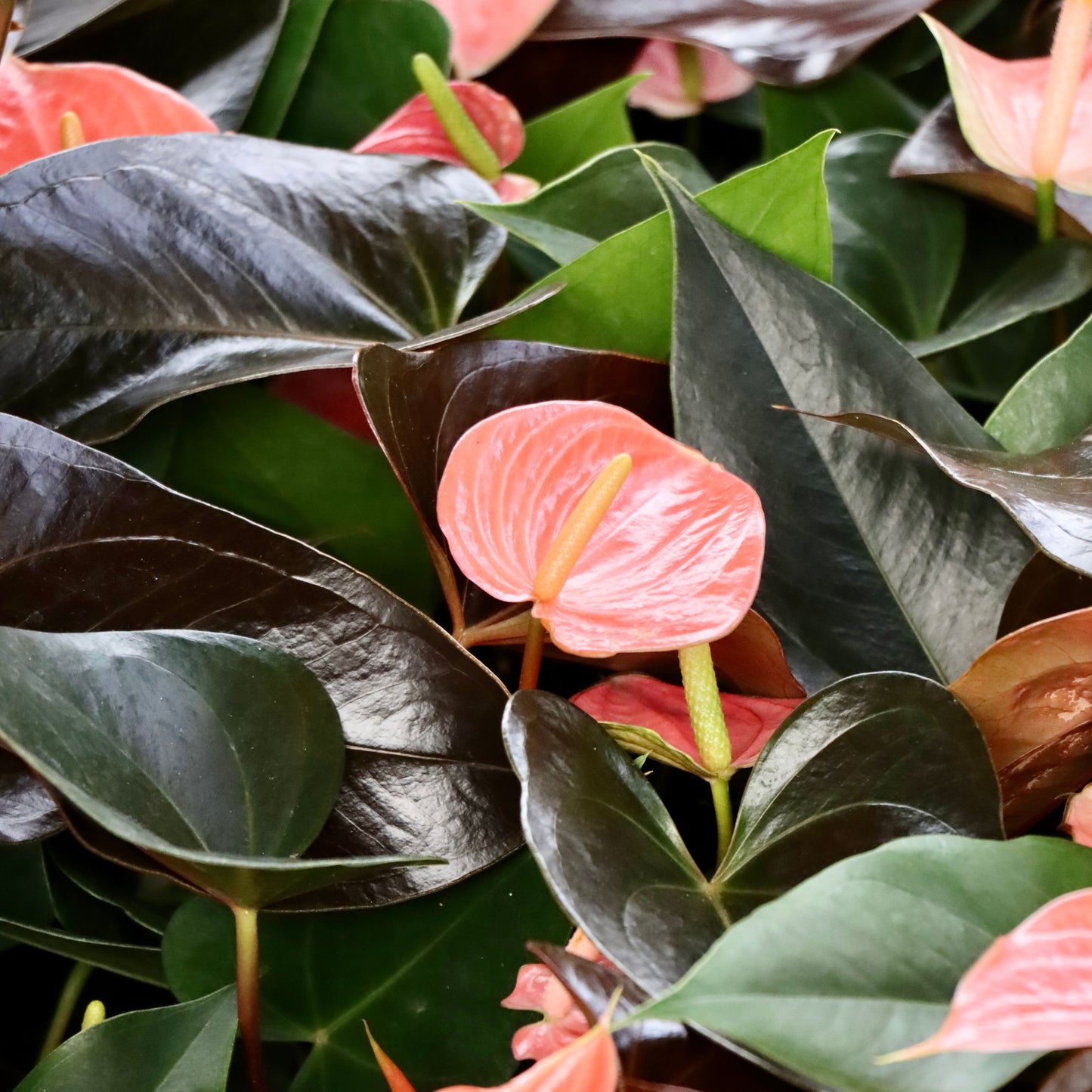 Anthurium, "Rainbow Champion"