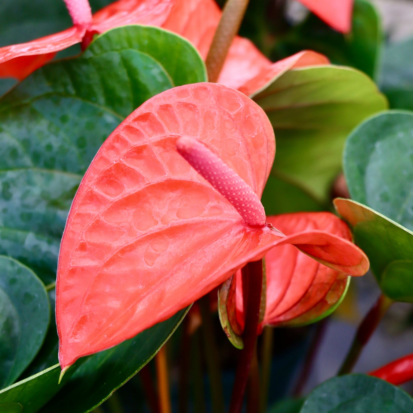 Anthurium, "Bugatti Royale"