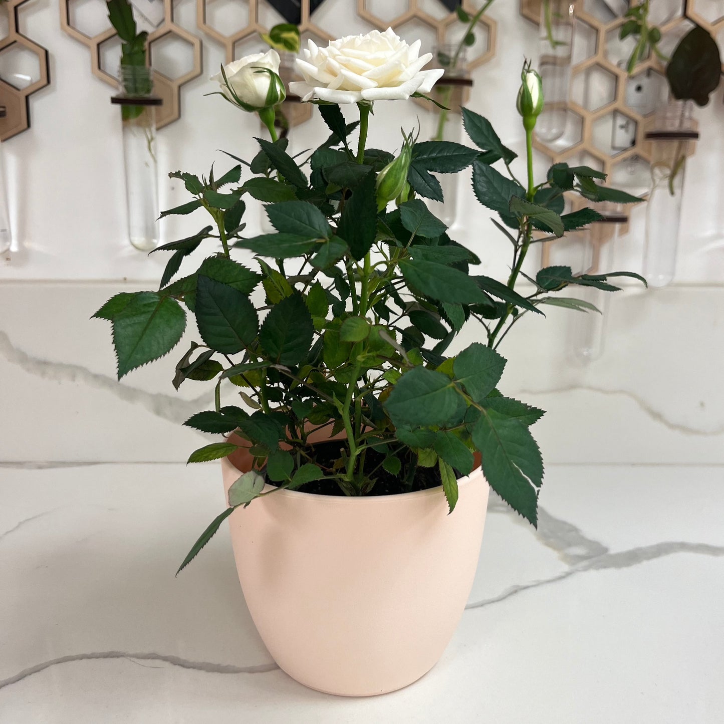 Utopia Plastic Planter with Tray