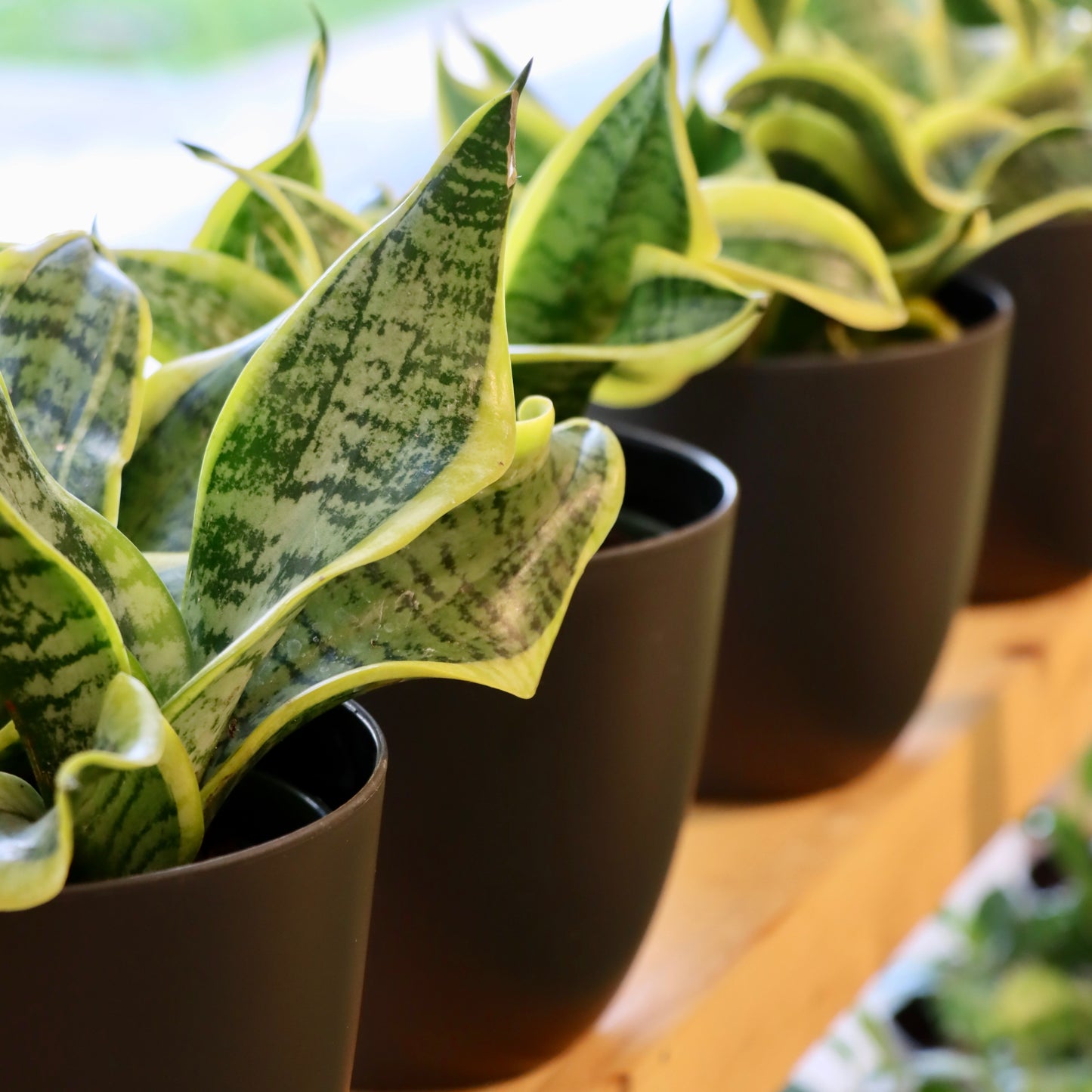 Sansevieria trifasciata 'Twisted Sister'