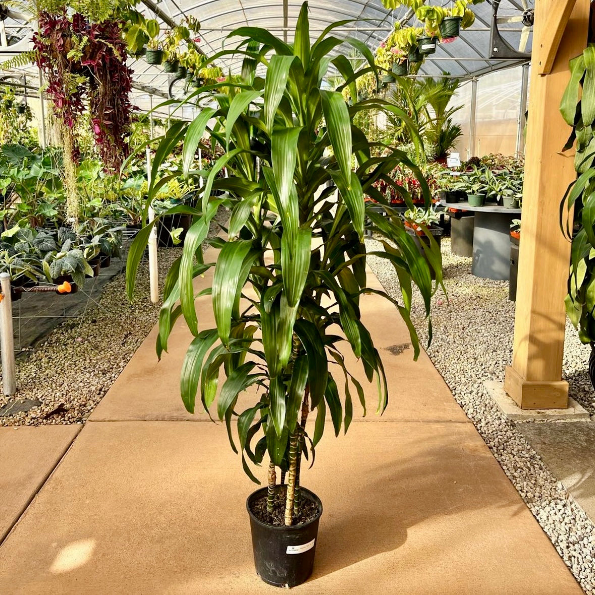 dracaena buy Dracaena fragrans, "Lisa" – Mari's Gardens