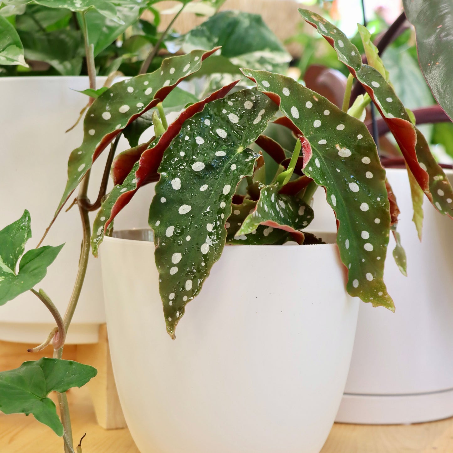 Begonia maculata