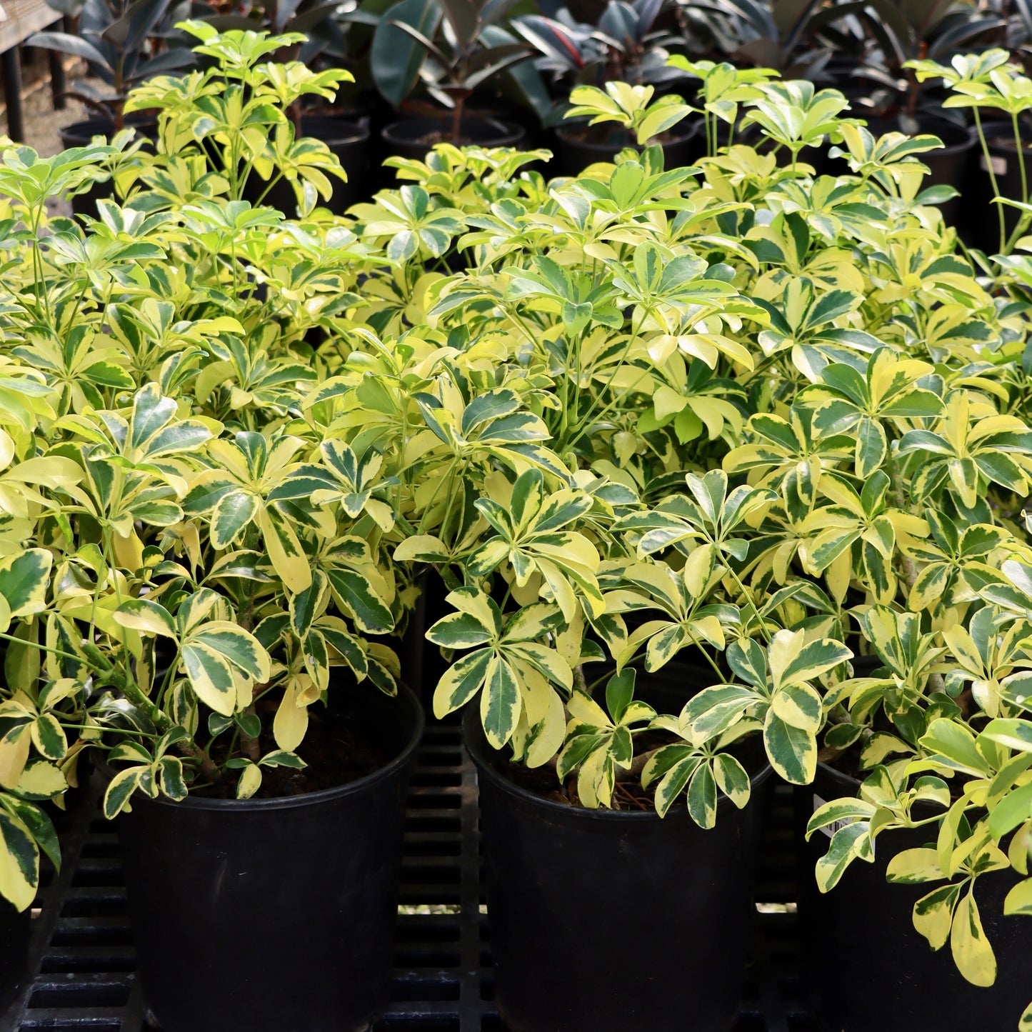 Schefflera arboricola "Hawaiian Elf"