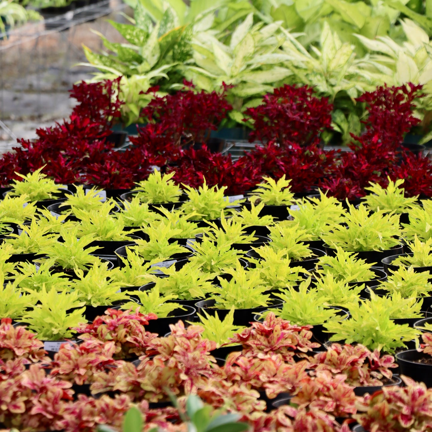 Coleus