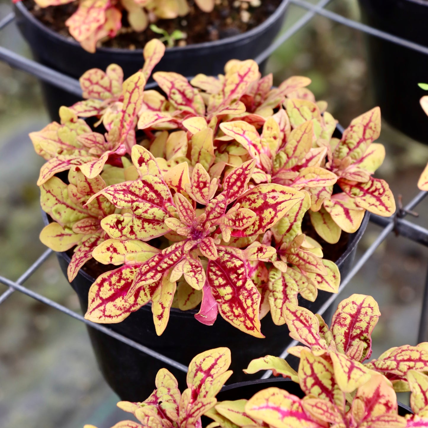 Coleus