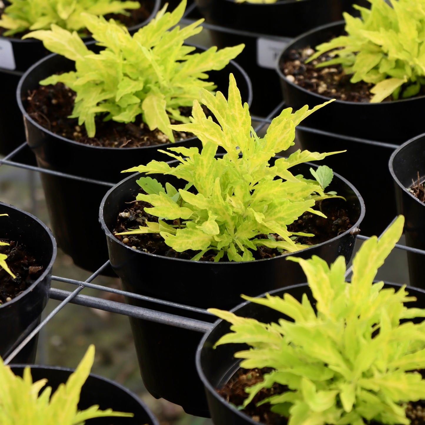 Coleus