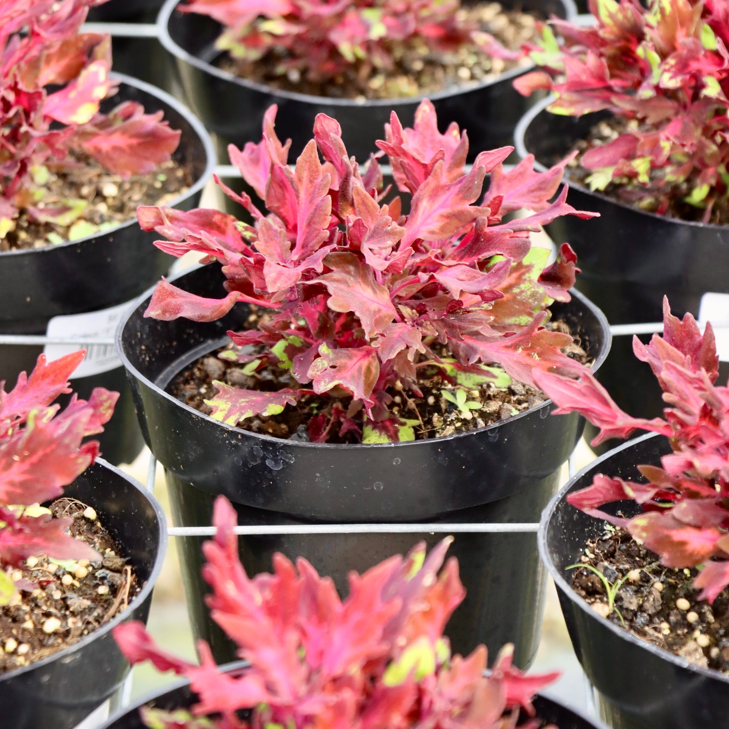 Coleus