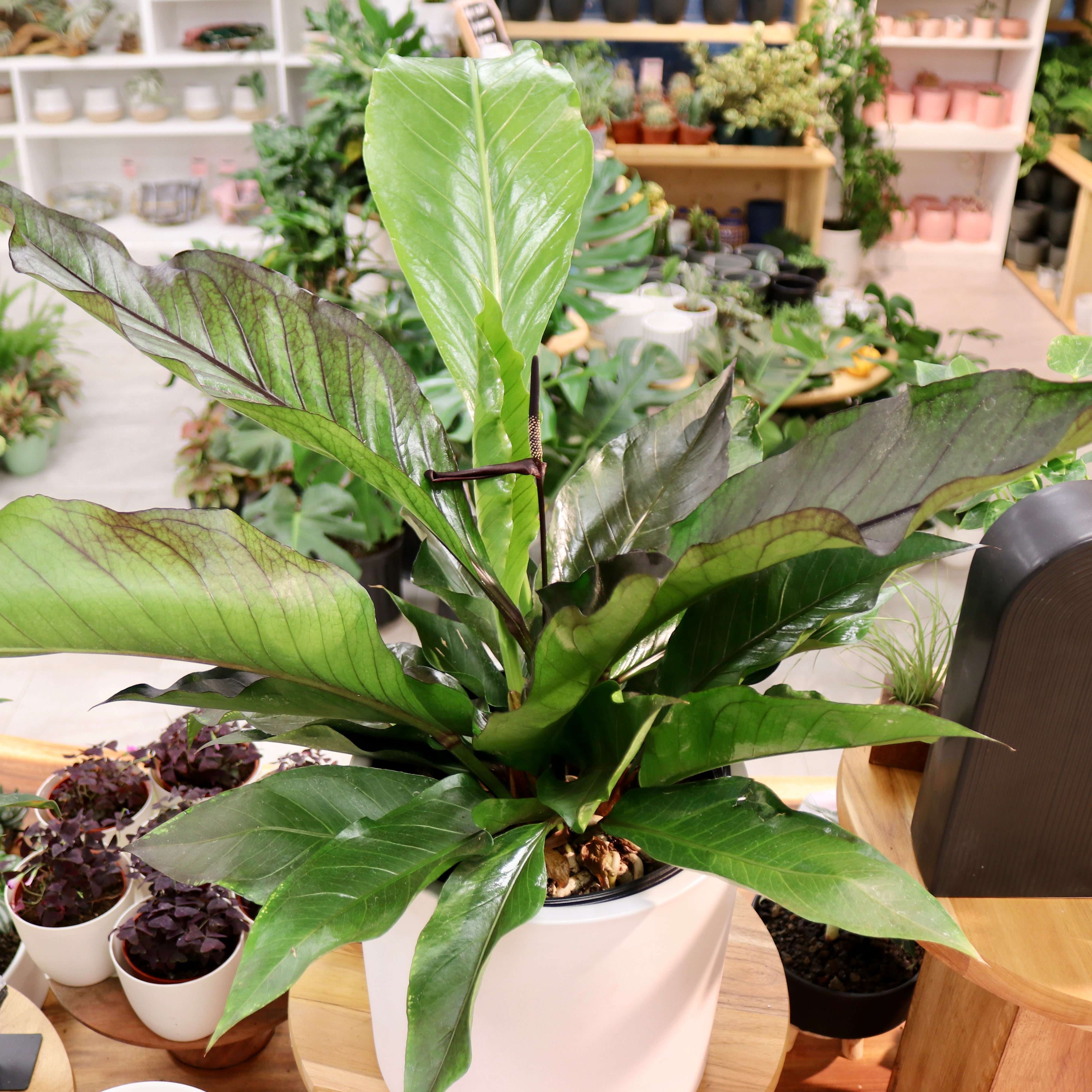 anthurium bird nest Anthurium 'Big Red Bird'