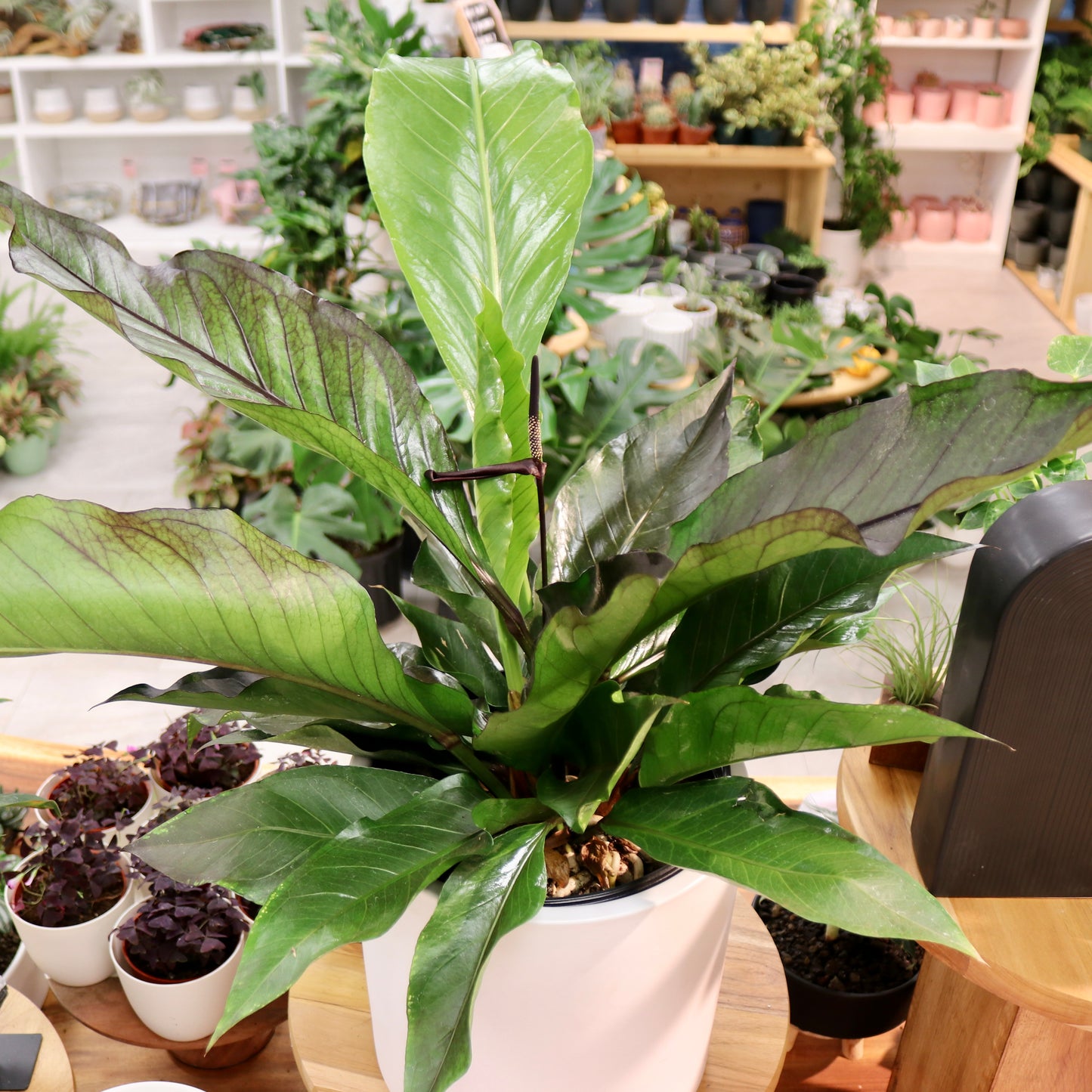 Anthurium, "Big Red Bird"