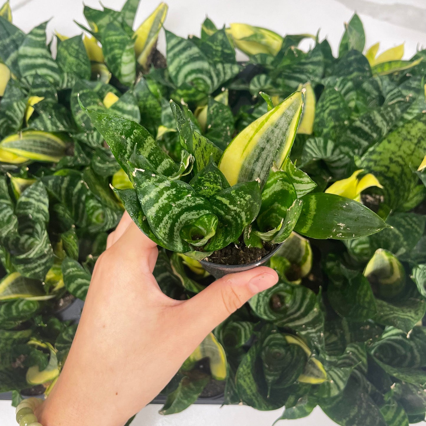 Sansevieria, Romeo & Juliet