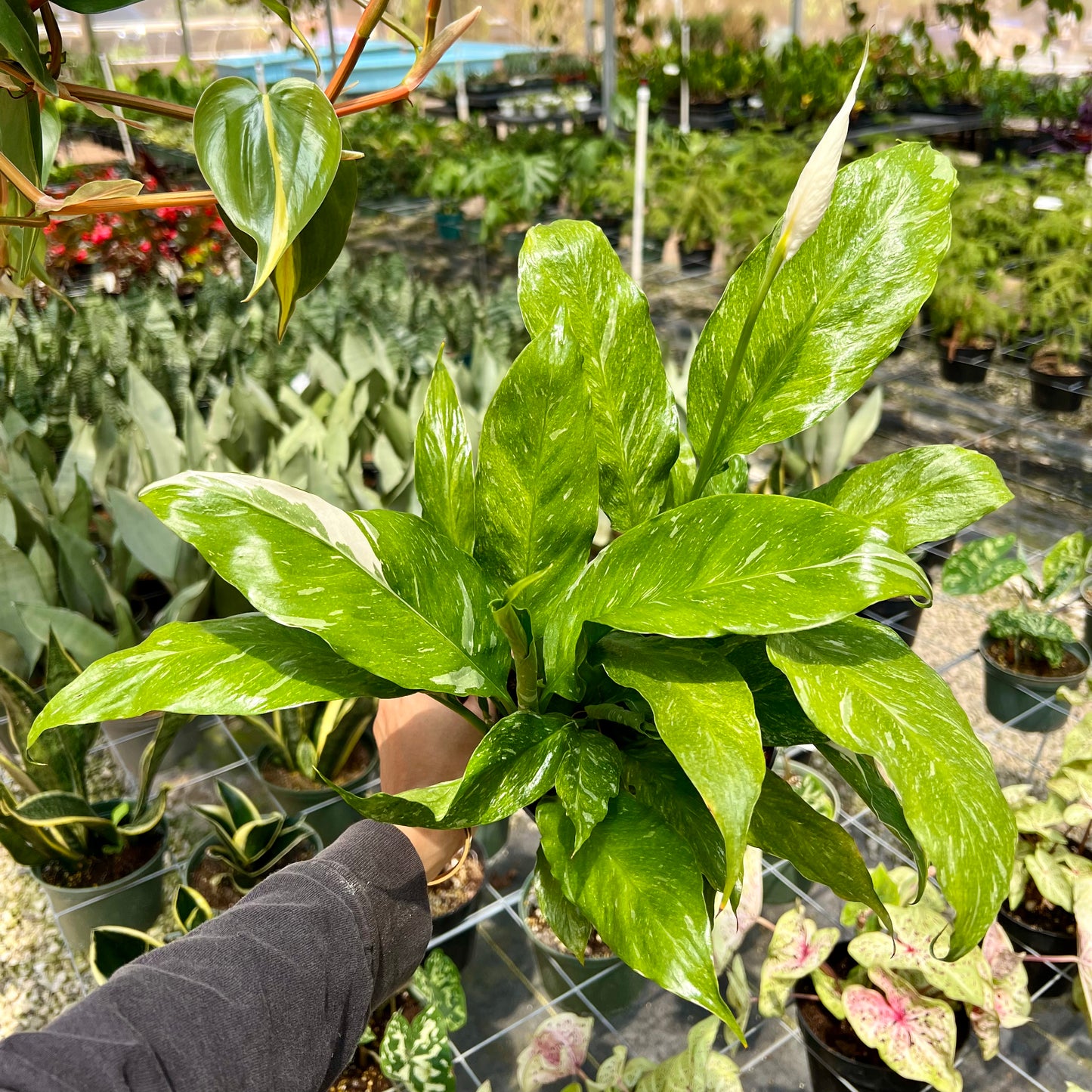 Spathiphyllum, "Domino"