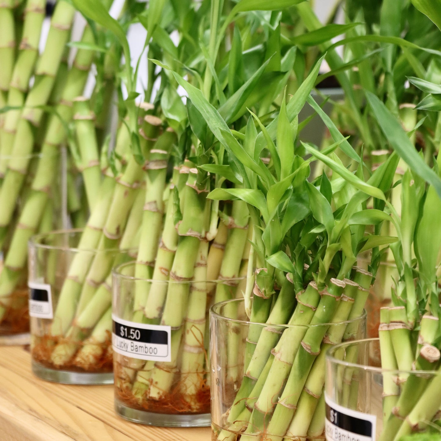 Lucky Bamboo