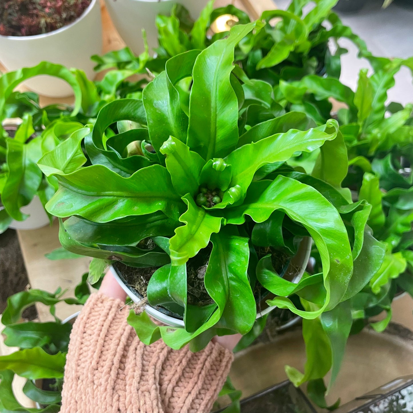 Asplenium antiquum ‘VITASPHUR', "Hurricane Fern"