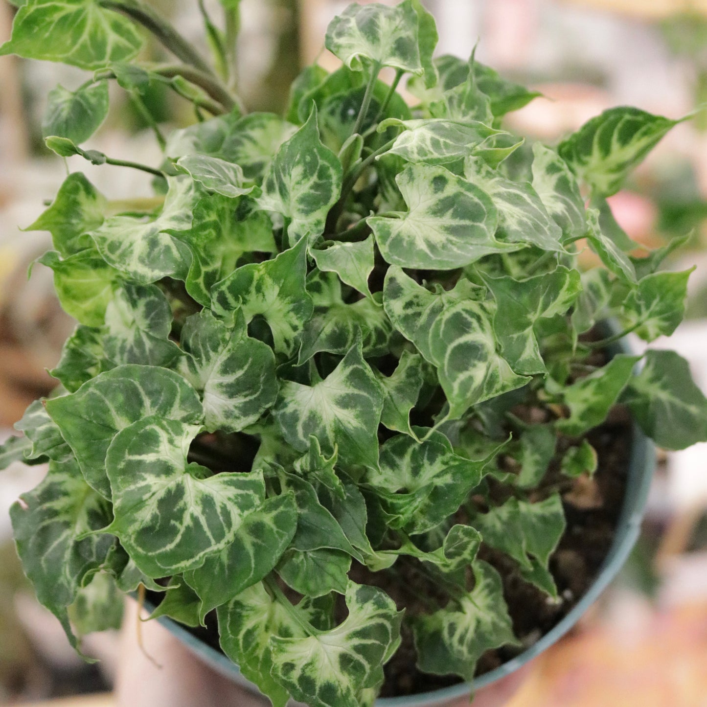 Syngonium Batik