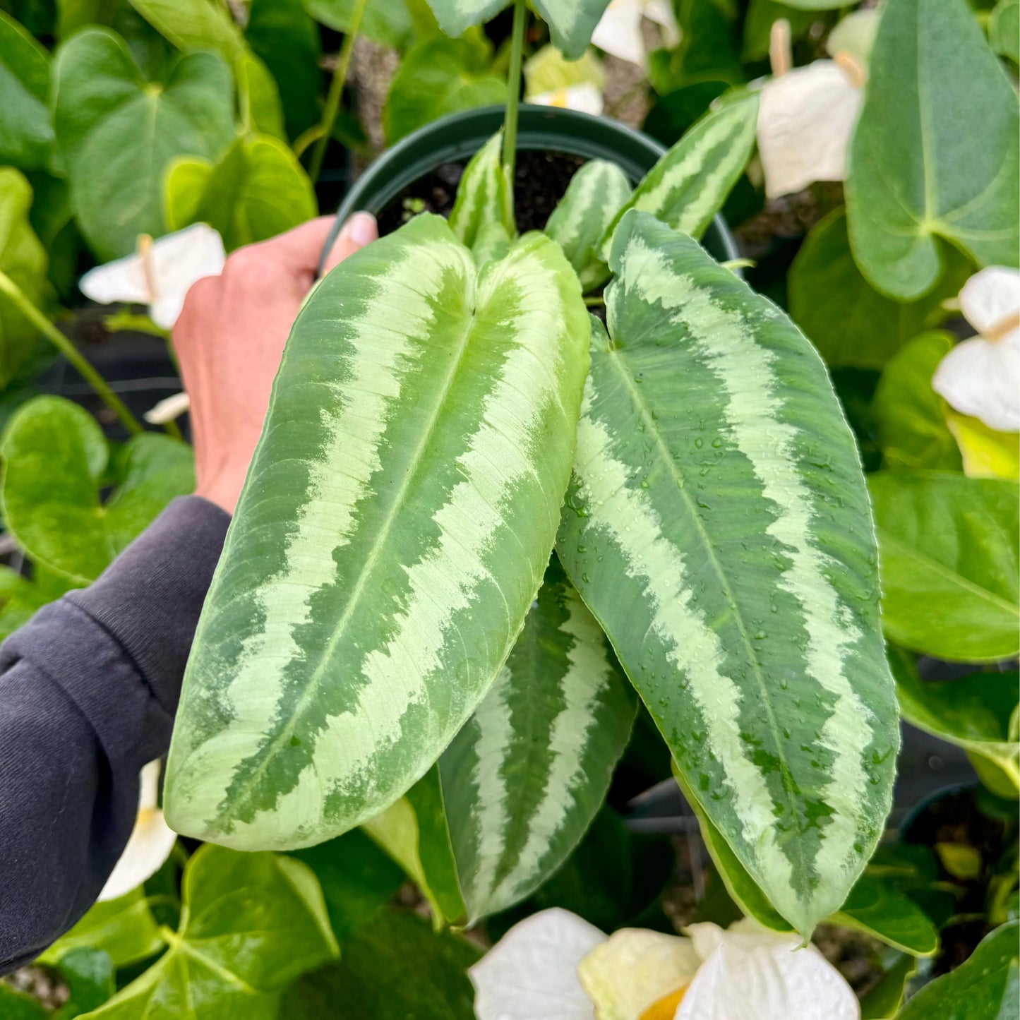 Schismatoglottis Wallichii, "Drop Tongue Plant"