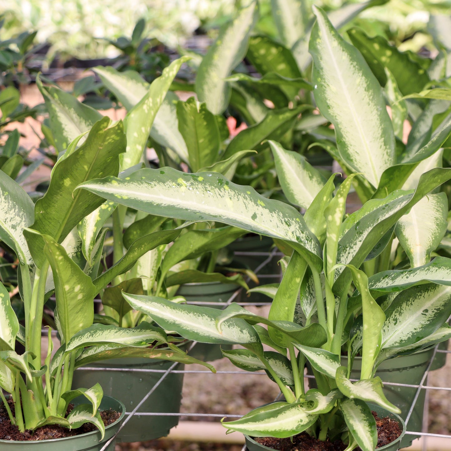 Dieffenbachia, "Panther"