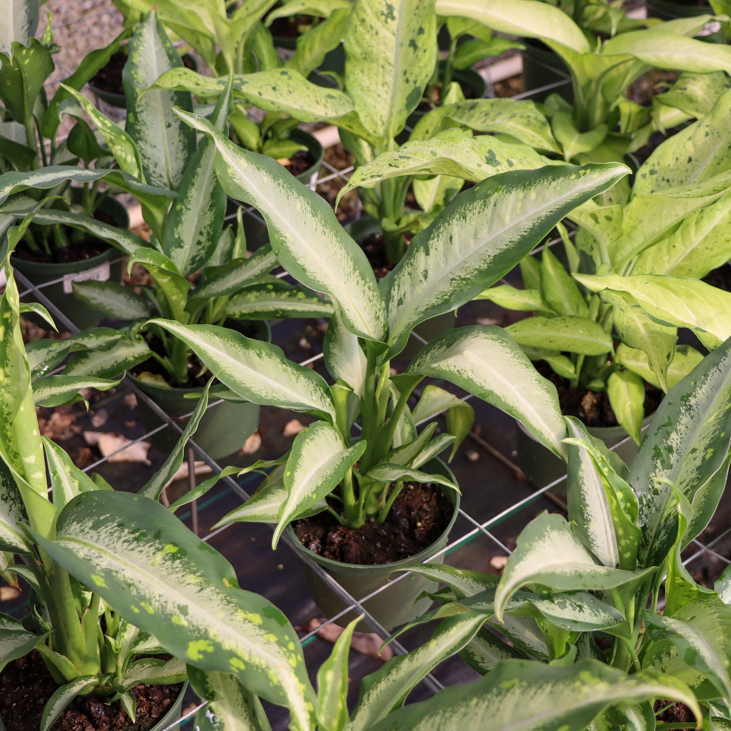 Dieffenbachia, "Panther"