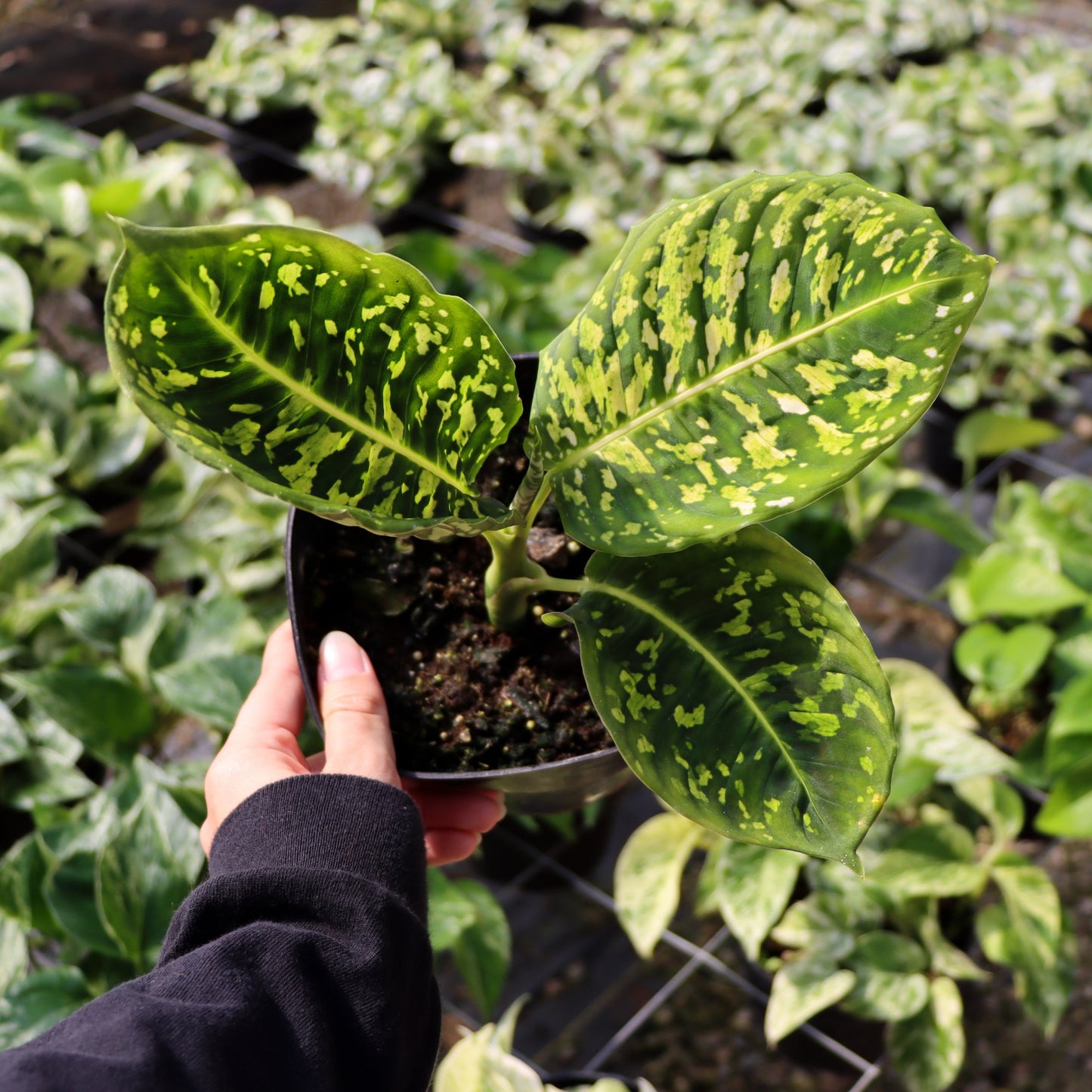 Dieffenbachia "Reflector"