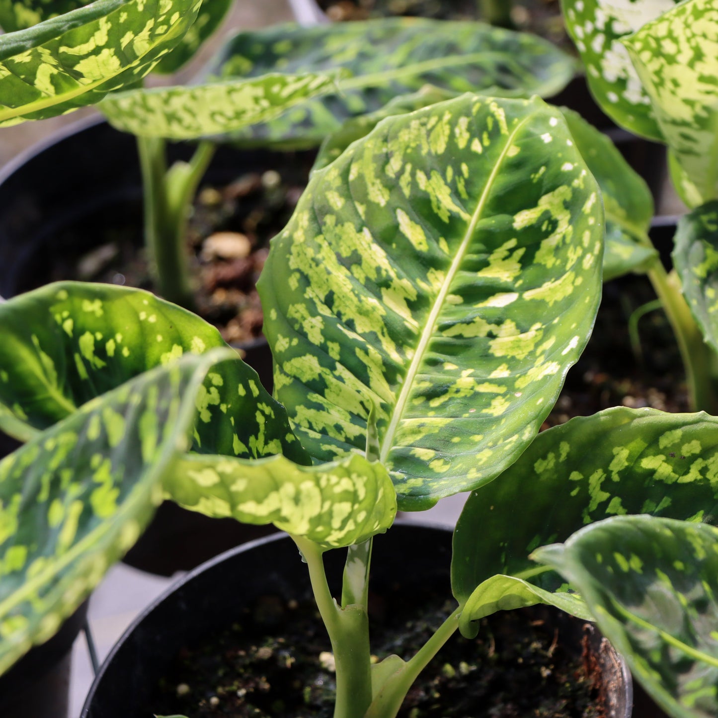 Dieffenbachia "Reflector"