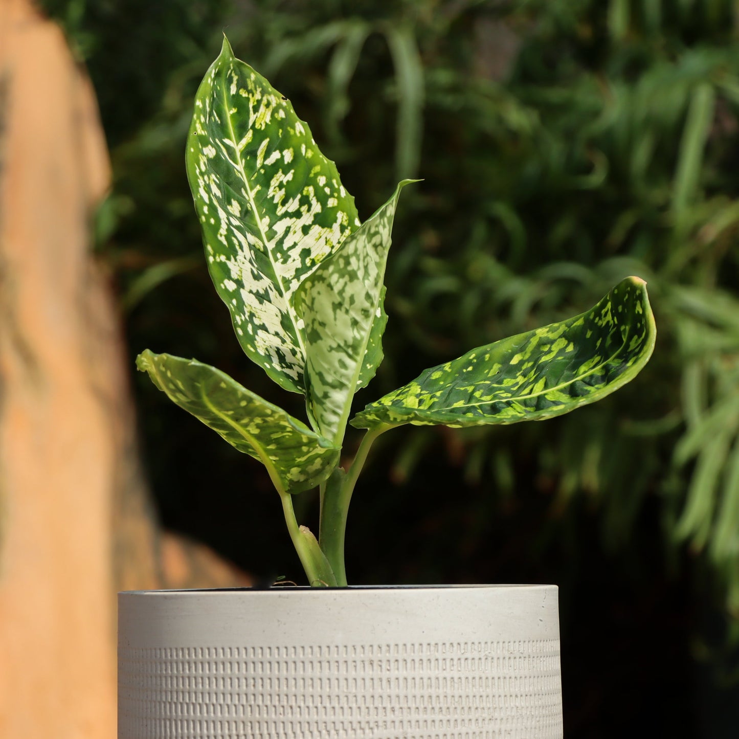 Dieffenbachia "Reflector"