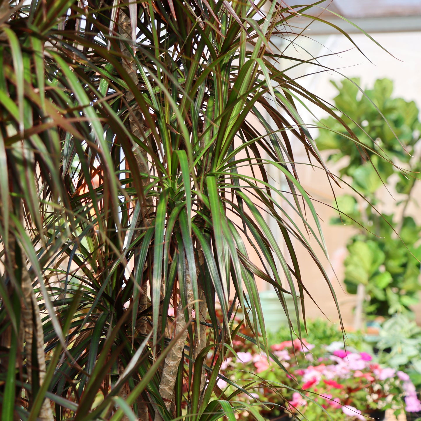 Dracaena marginata, 'Magenta'