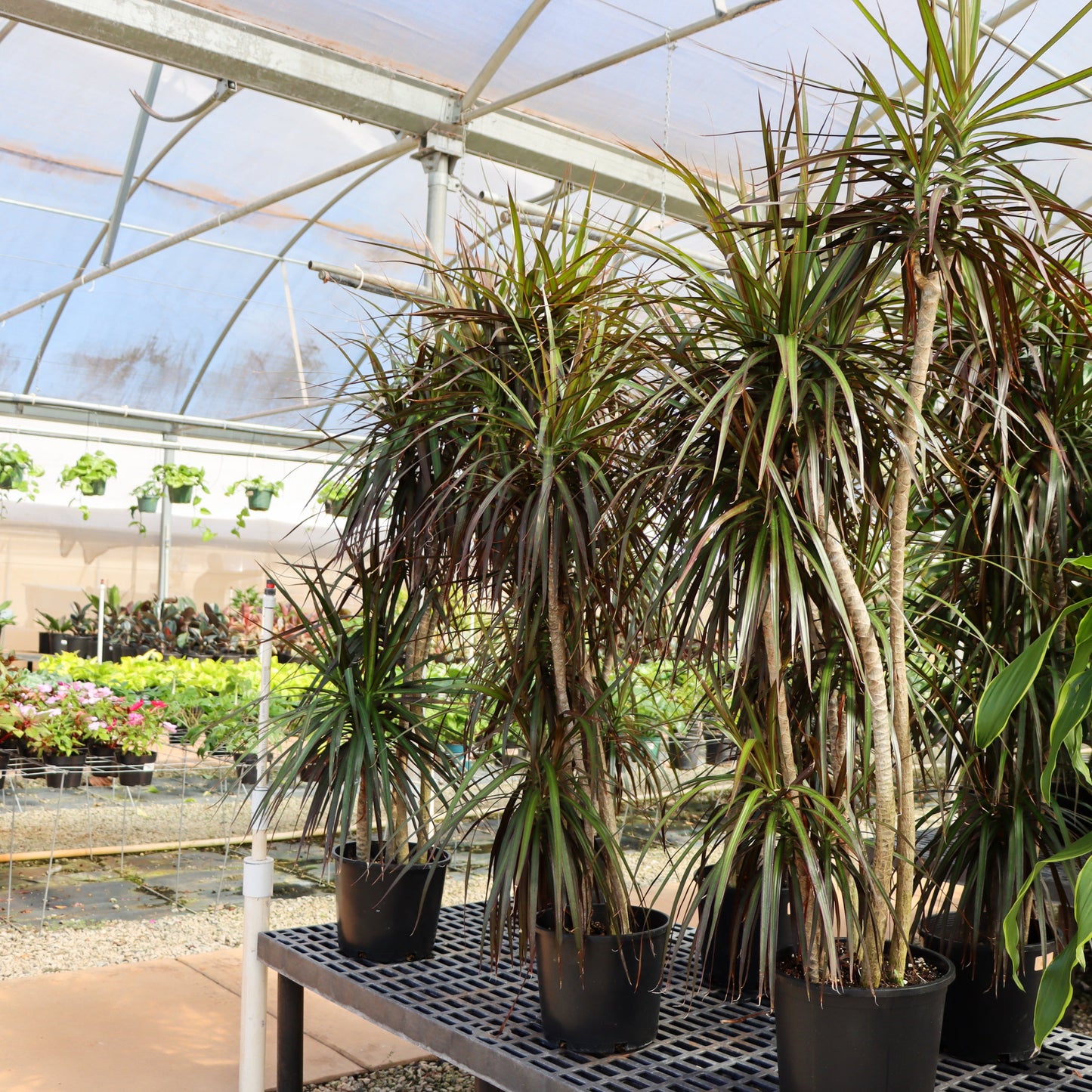 Dracaena marginata, 'Magenta'