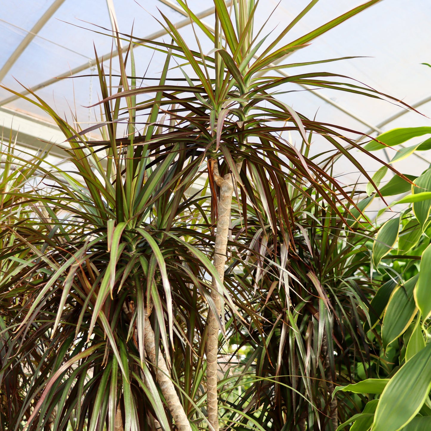 Dracaena marginata, 'Magenta'