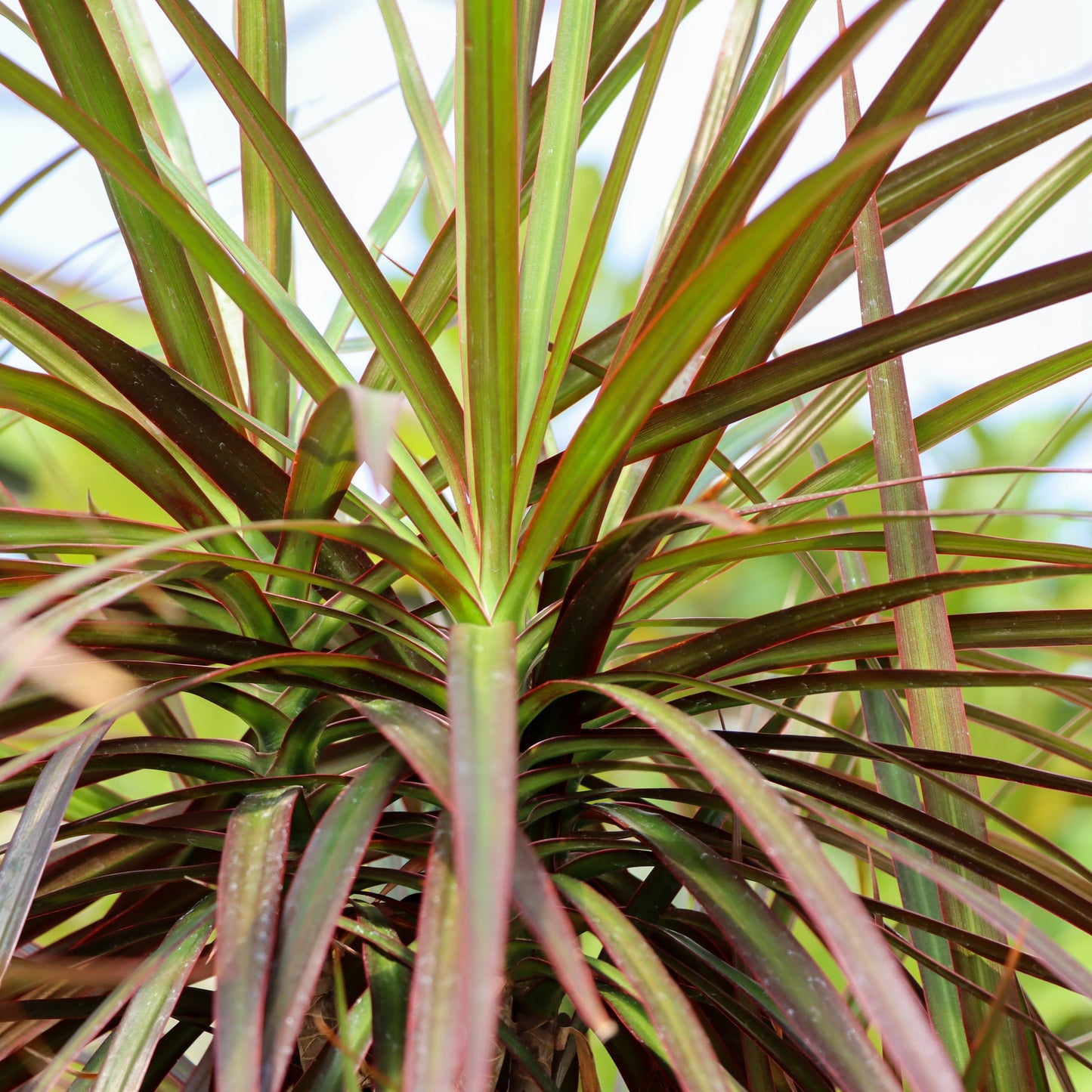 Dracaena marginata, 'Magenta'