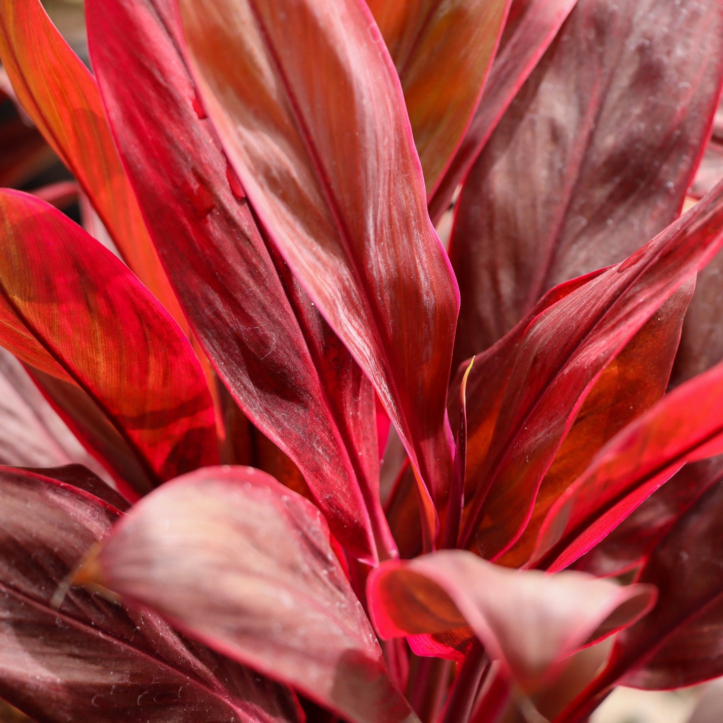 Cordyline fruticosa 'Calypso Queen' (Ti Leaf)