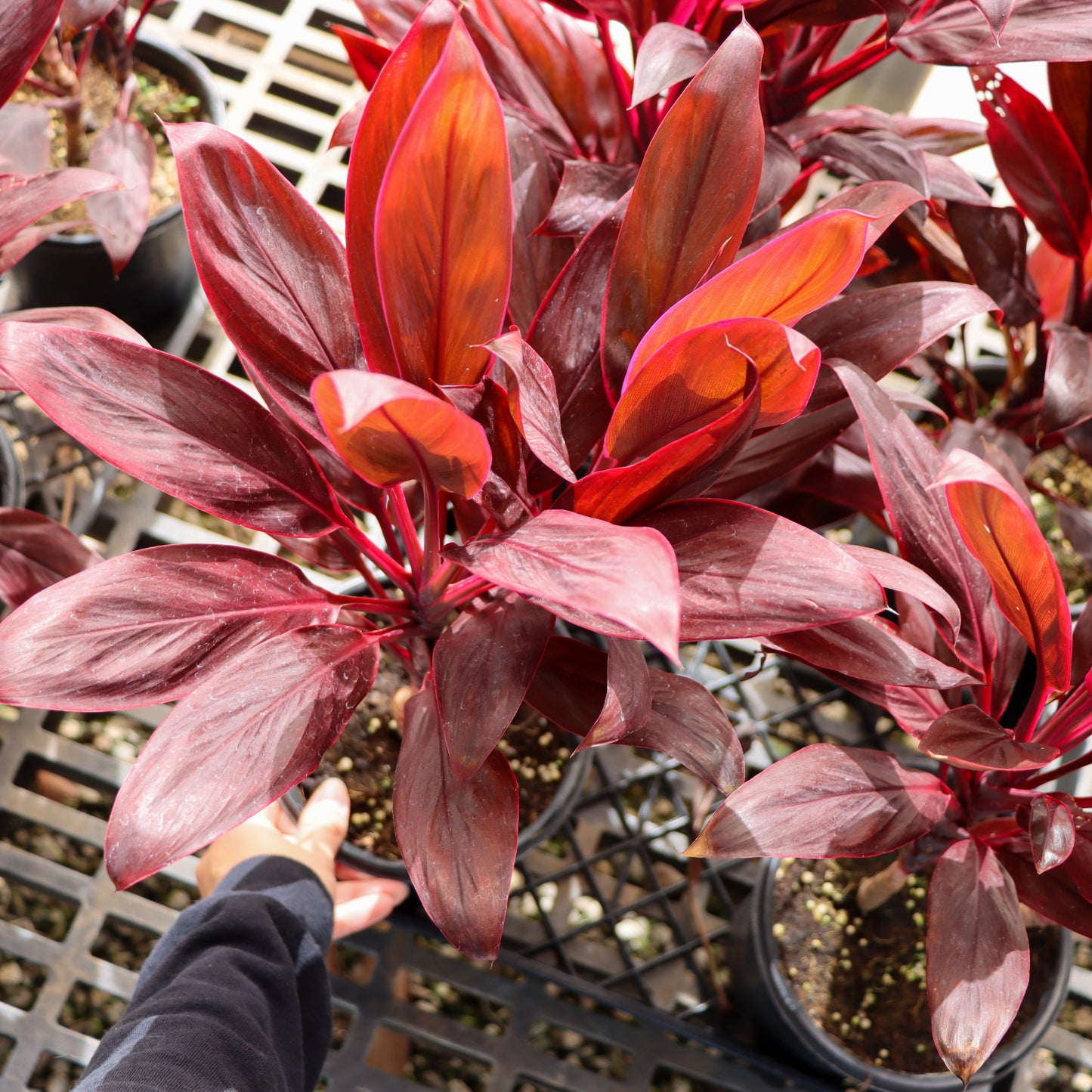 Cordyline fruticosa 'Calypso Queen' (Ti Leaf)
