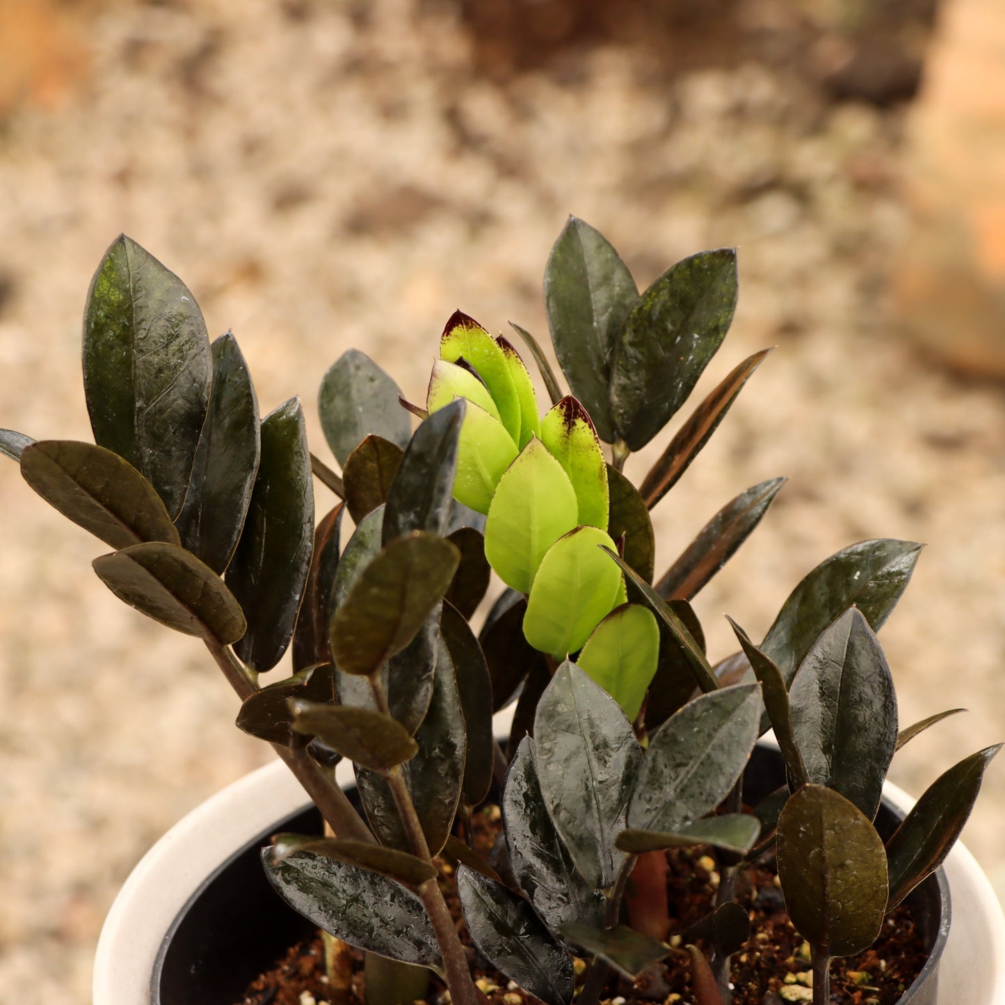 Zamioculcas zamiifolia, "Raven ZZ"