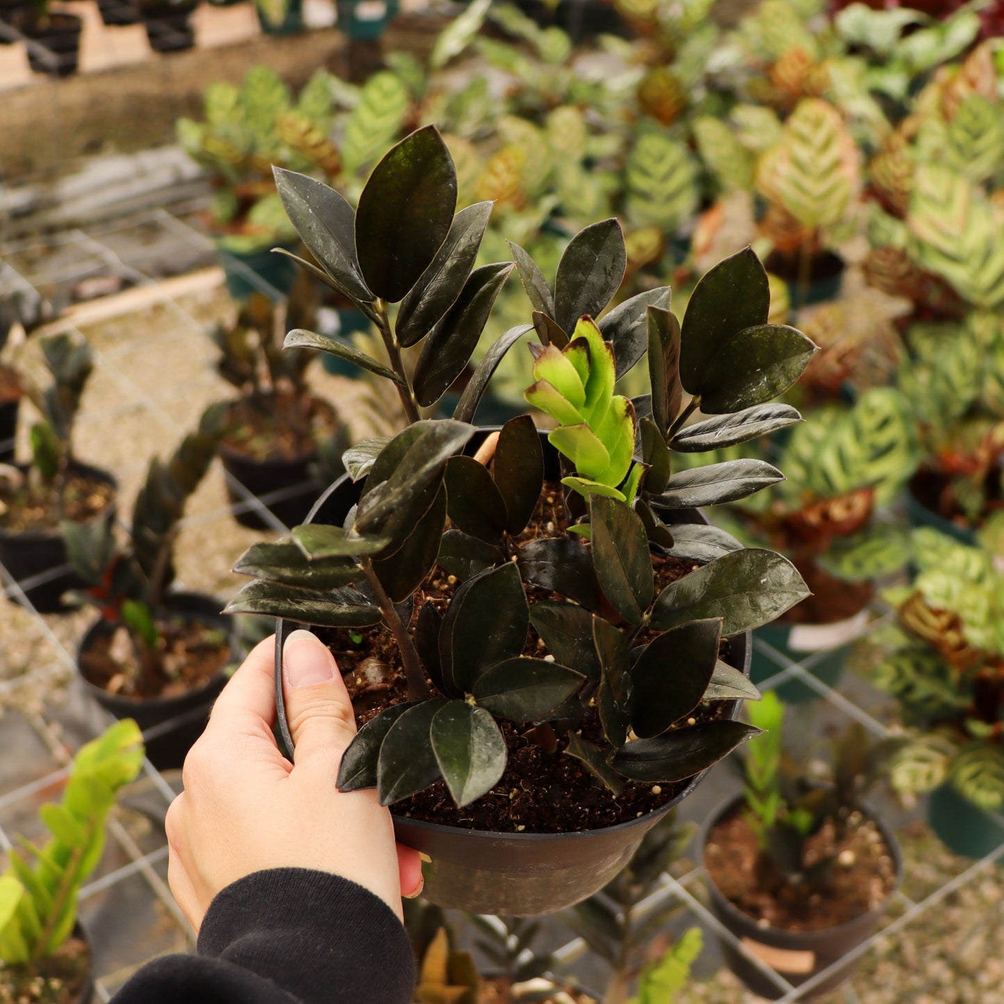 Zamioculcas zamiifolia, "Raven ZZ"