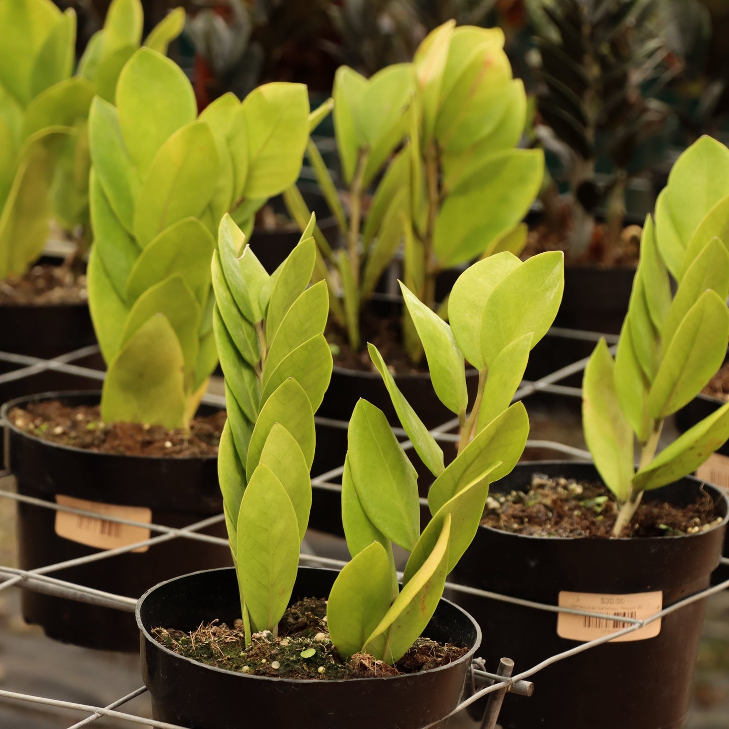Zamioculcas Zamiifolia, "Regular ZZ"