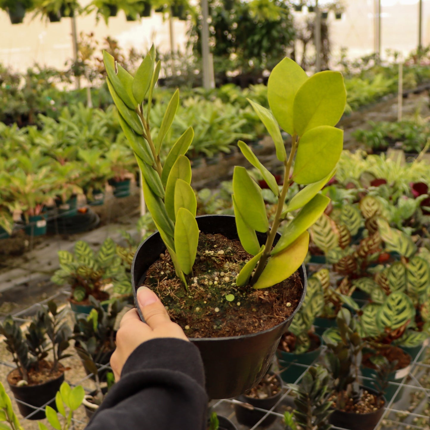 Zamioculcas Zamiifolia, "Regular ZZ"
