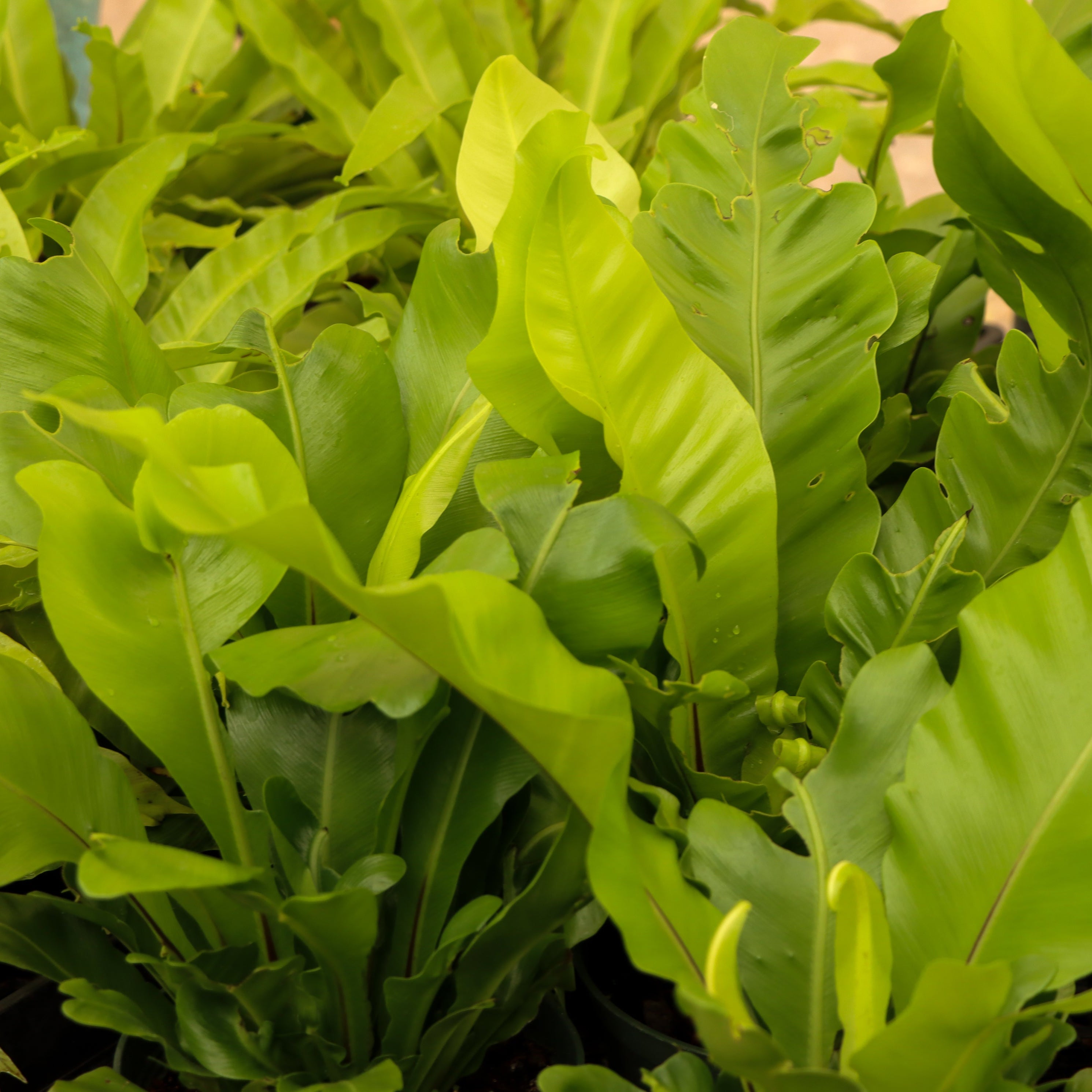 champion bird's nest fern Asplenium nidus 'Campio' (Champion's Bird's Nest Fern)