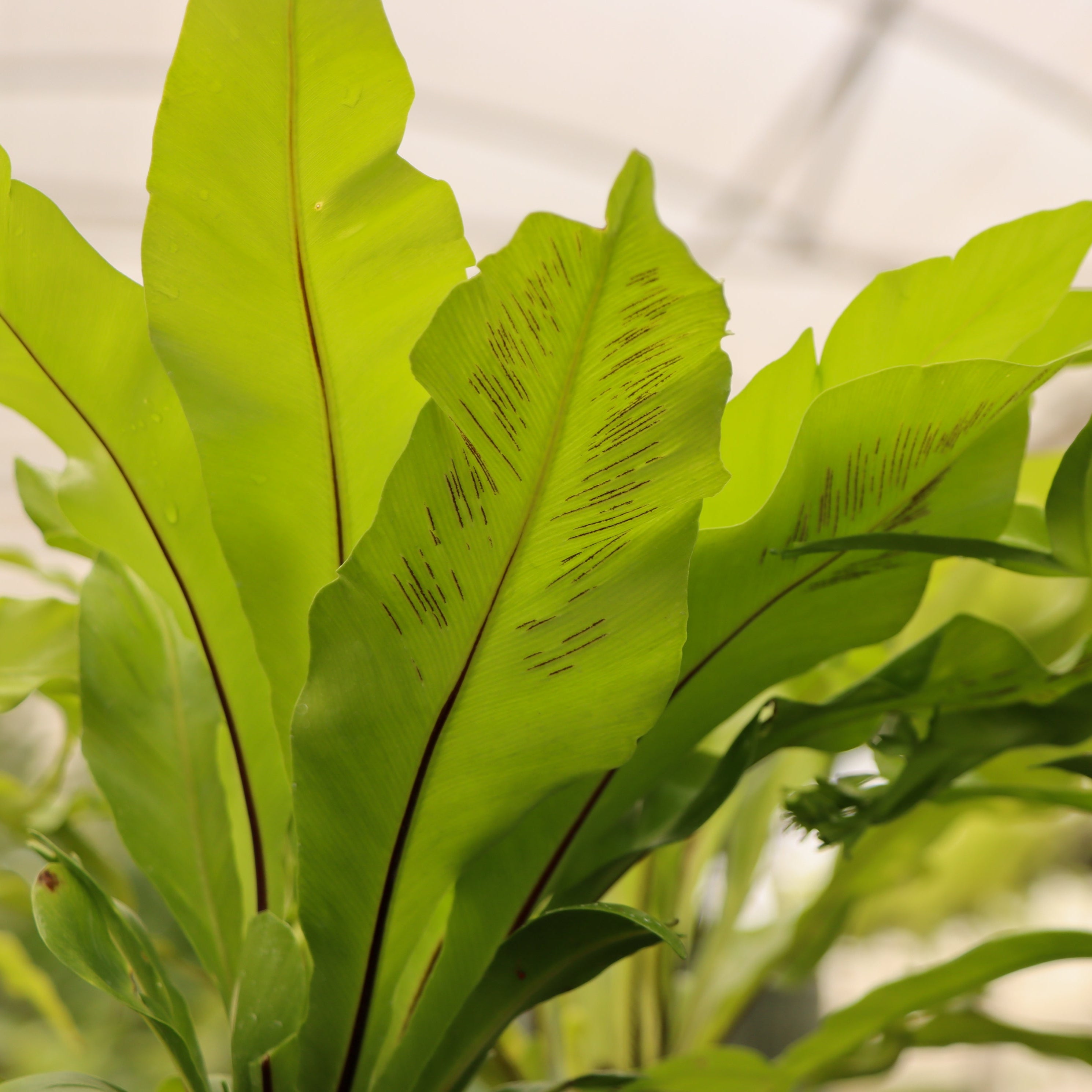 asplenium australasicum birds nest fern Asplenium nidus, 'Avis'