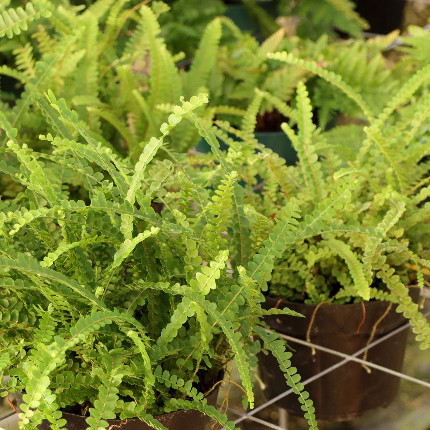 Nephrolepis cordifolia ' Duffii', "Lemon Button Fern"