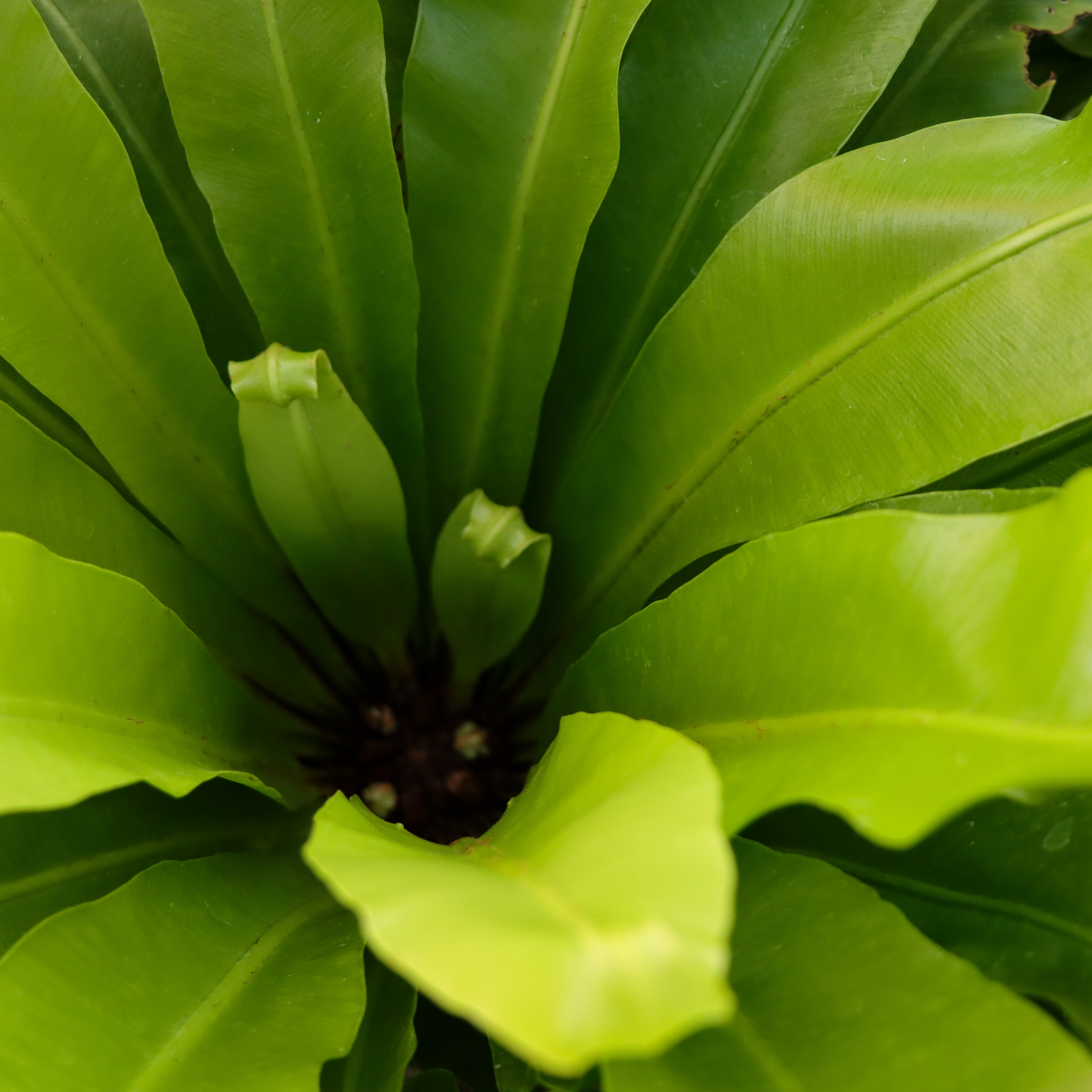 birds nest fern crown Aslpenium nidus 'Japanese Bird's Nest Fern'